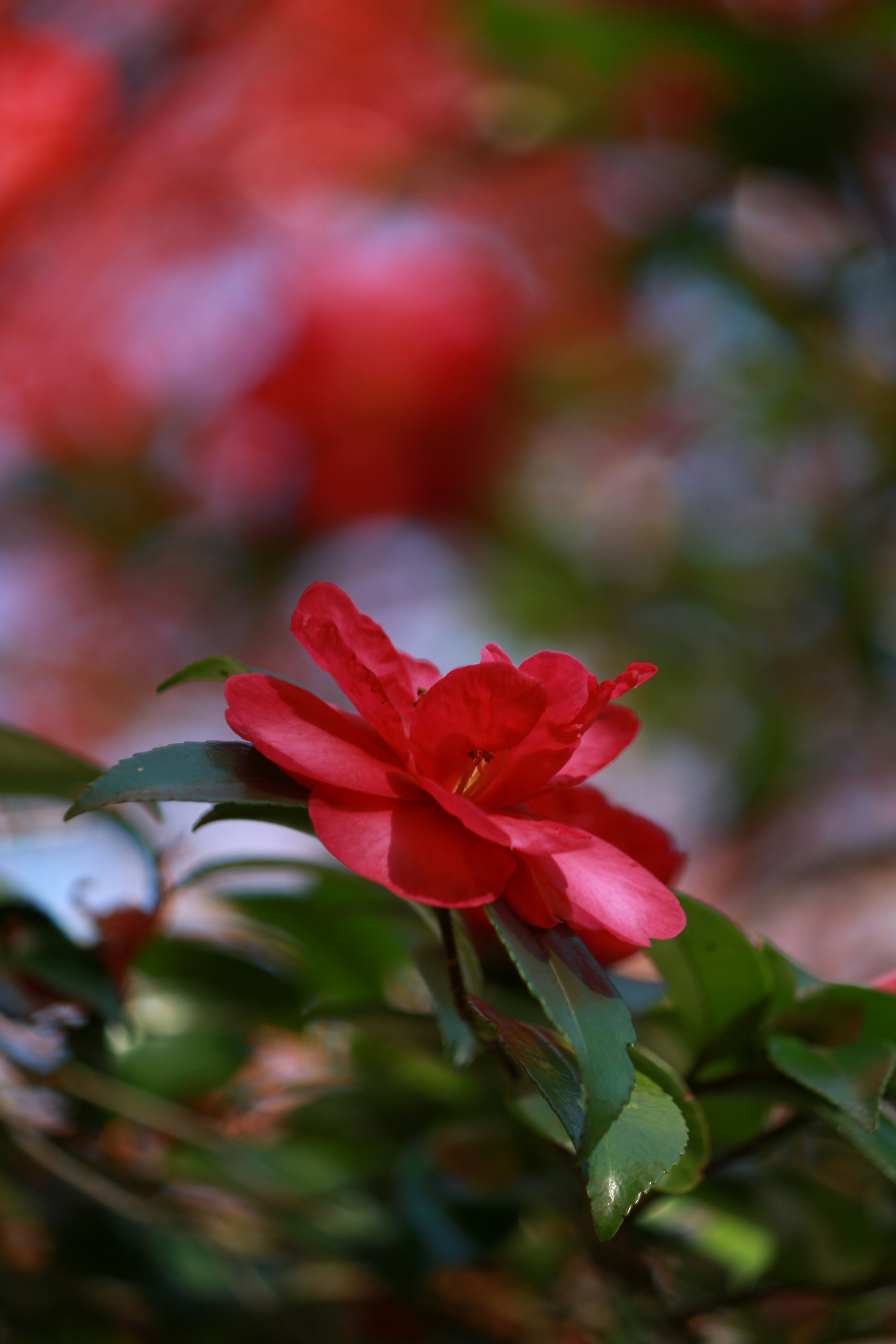 Close-up bunga camellia merah dengan daun hijau