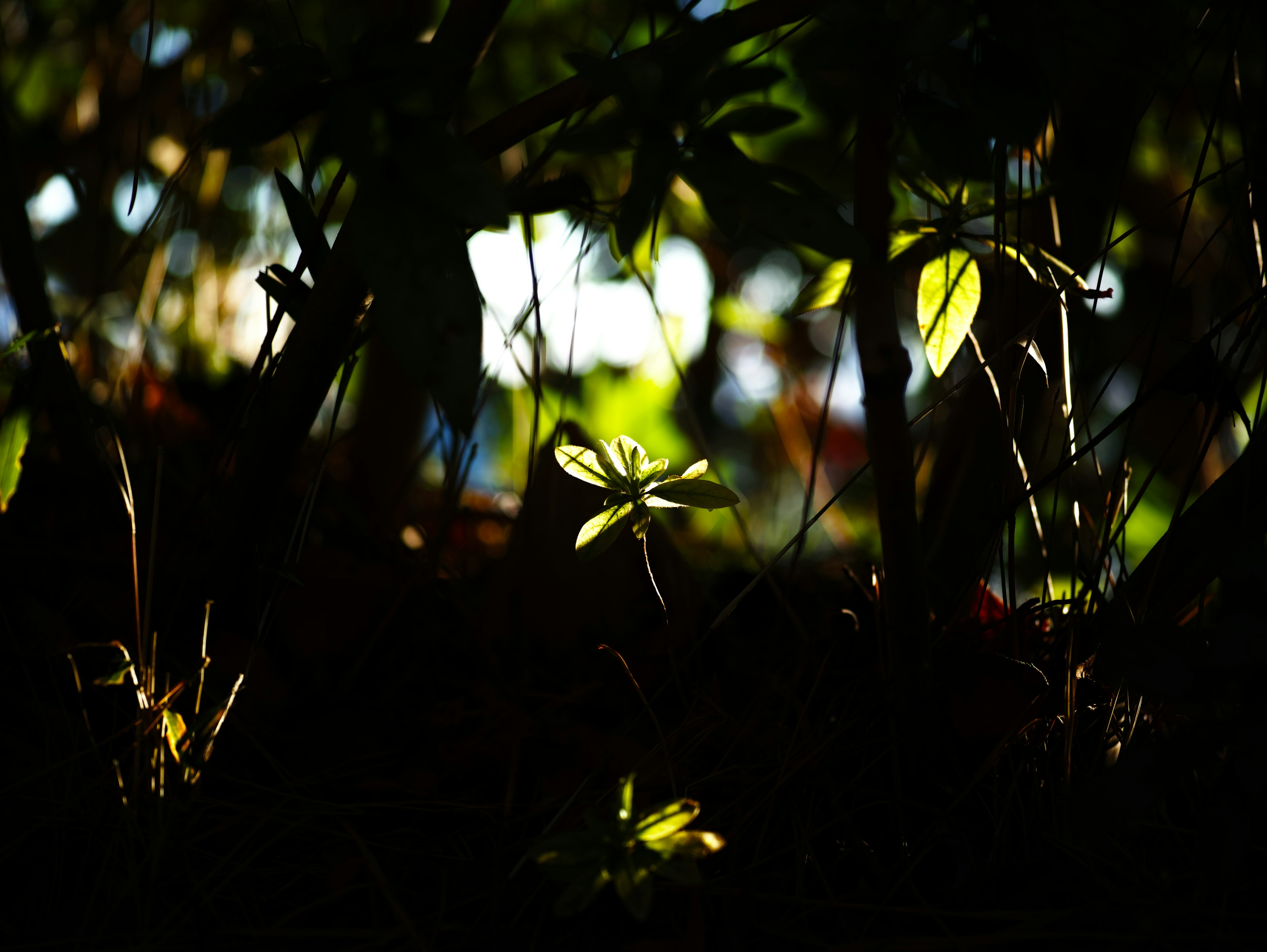 暗い背景に薄明かりが差し込む植物の葉