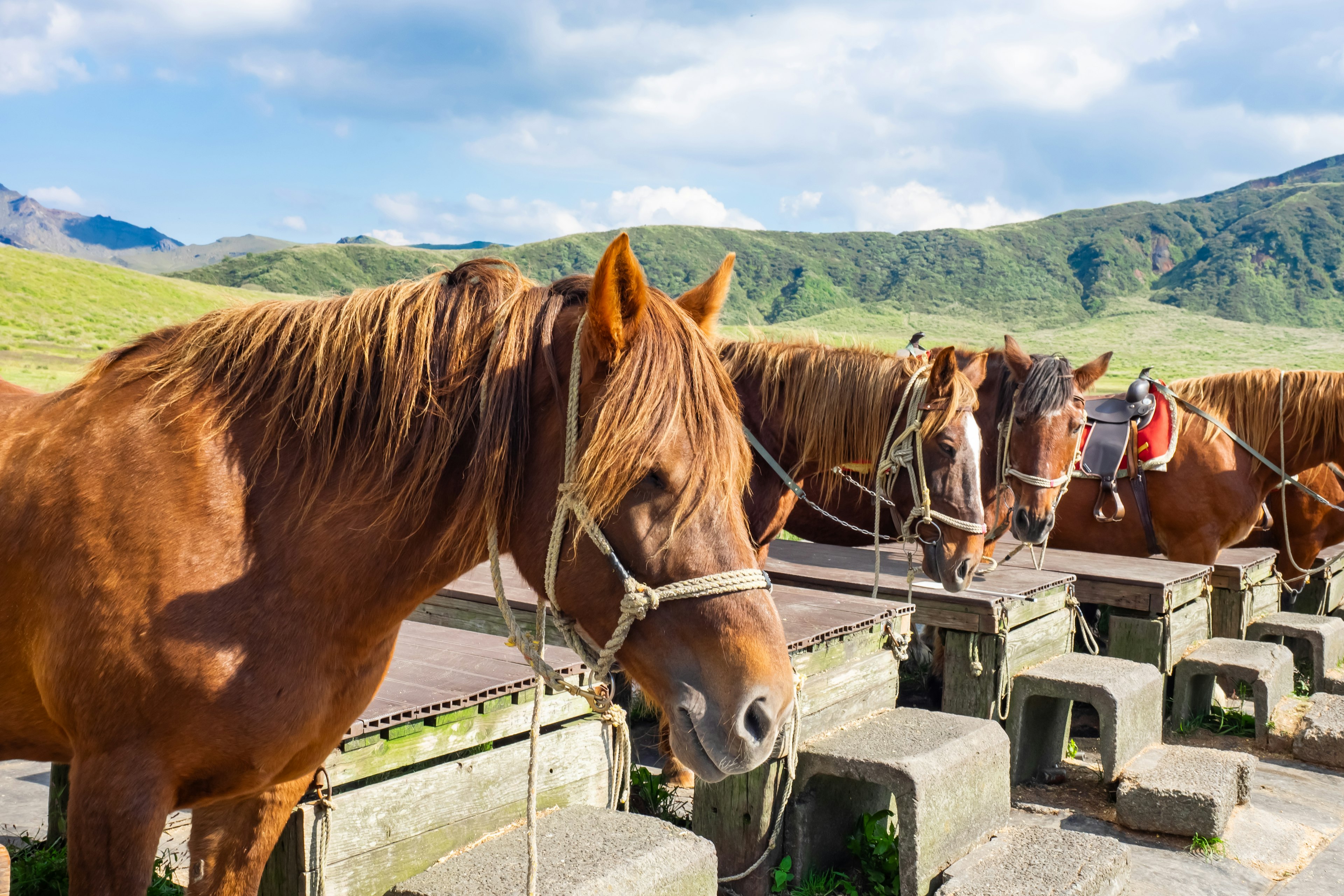 Rebaño de caballos en un campo de hierba con un fondo escénico