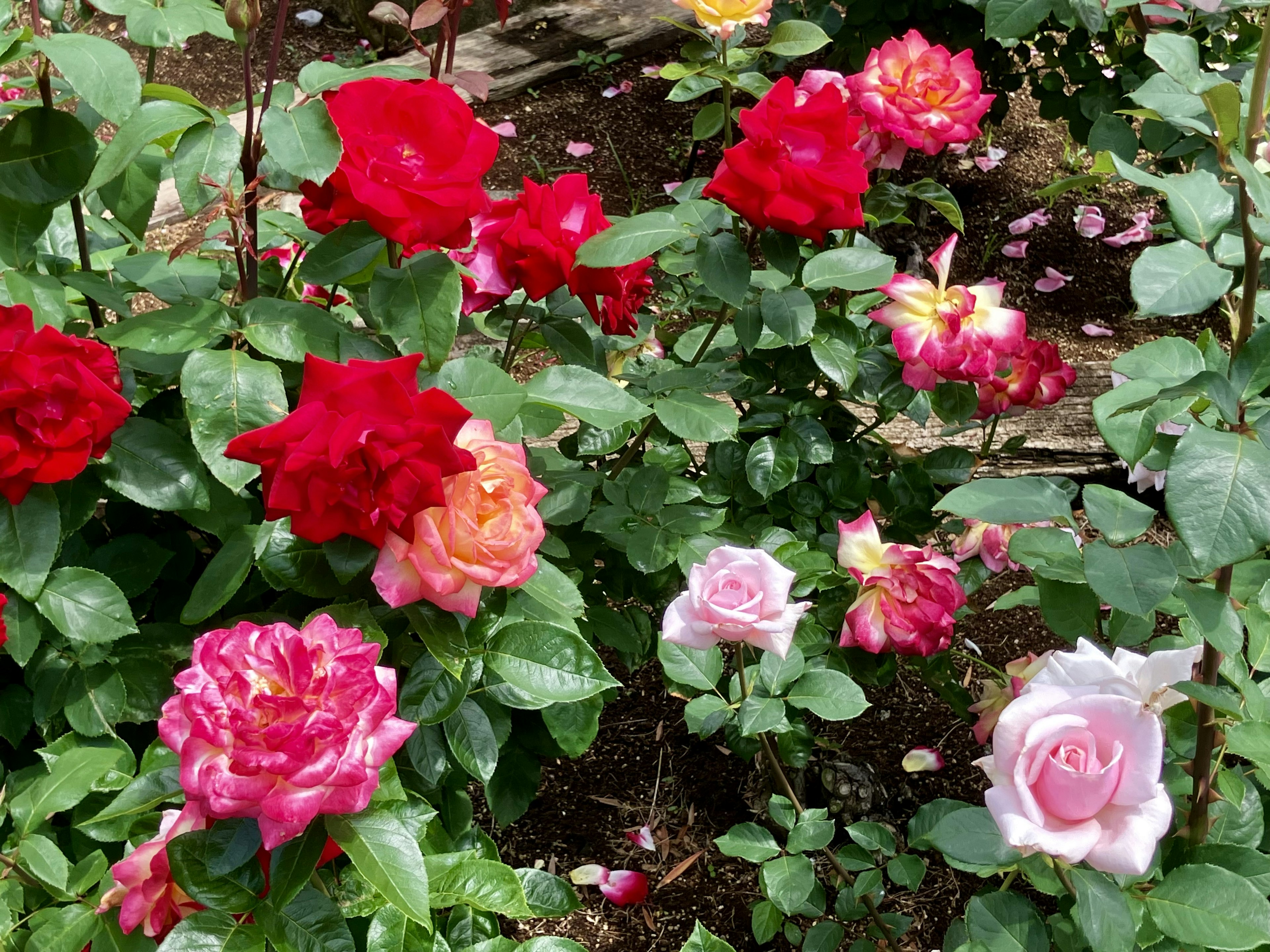 Una scena di giardino colorata con rose in fiore di varie tonalità