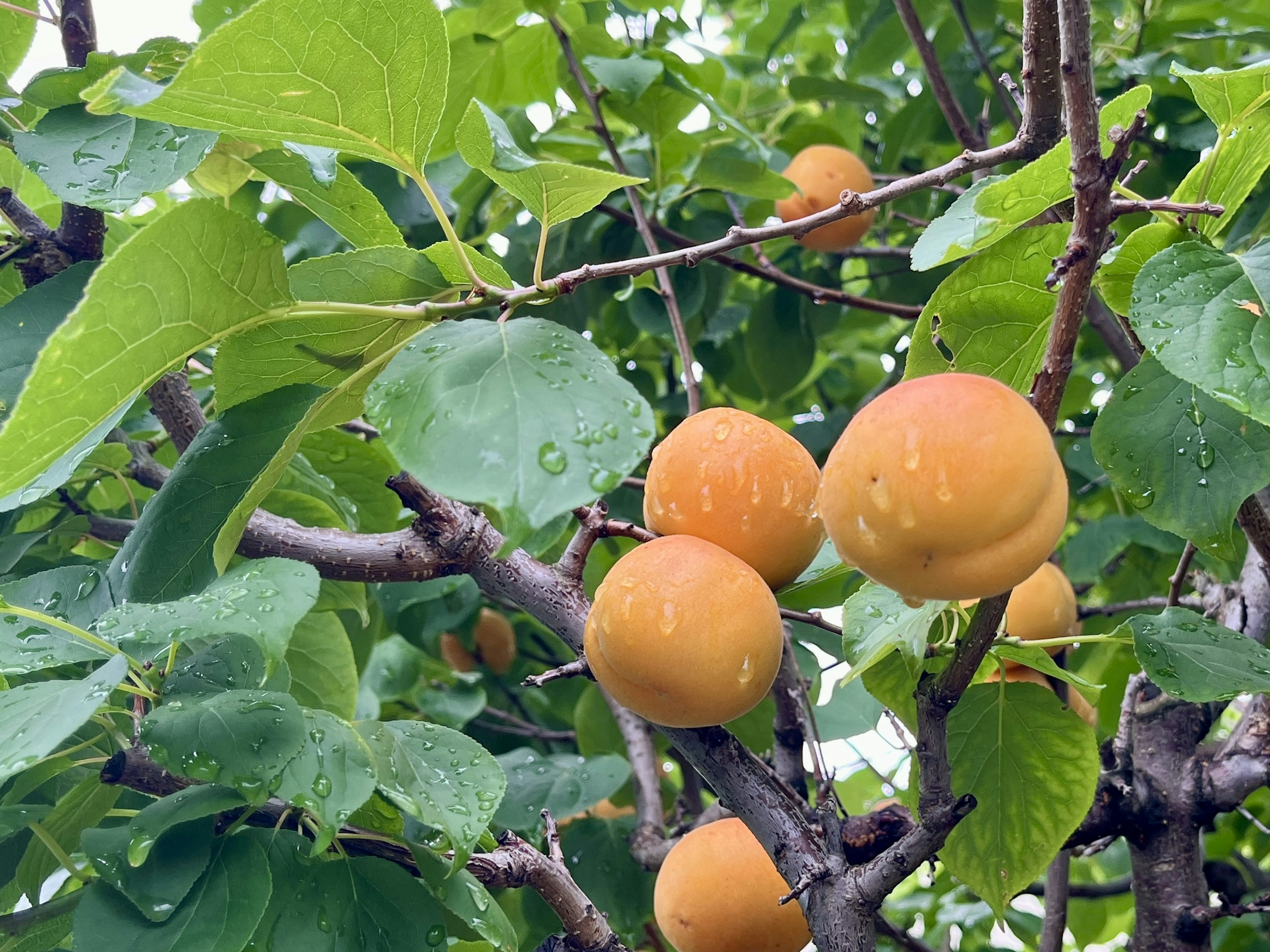 青々とした葉の間に実るオレンジ色の果実