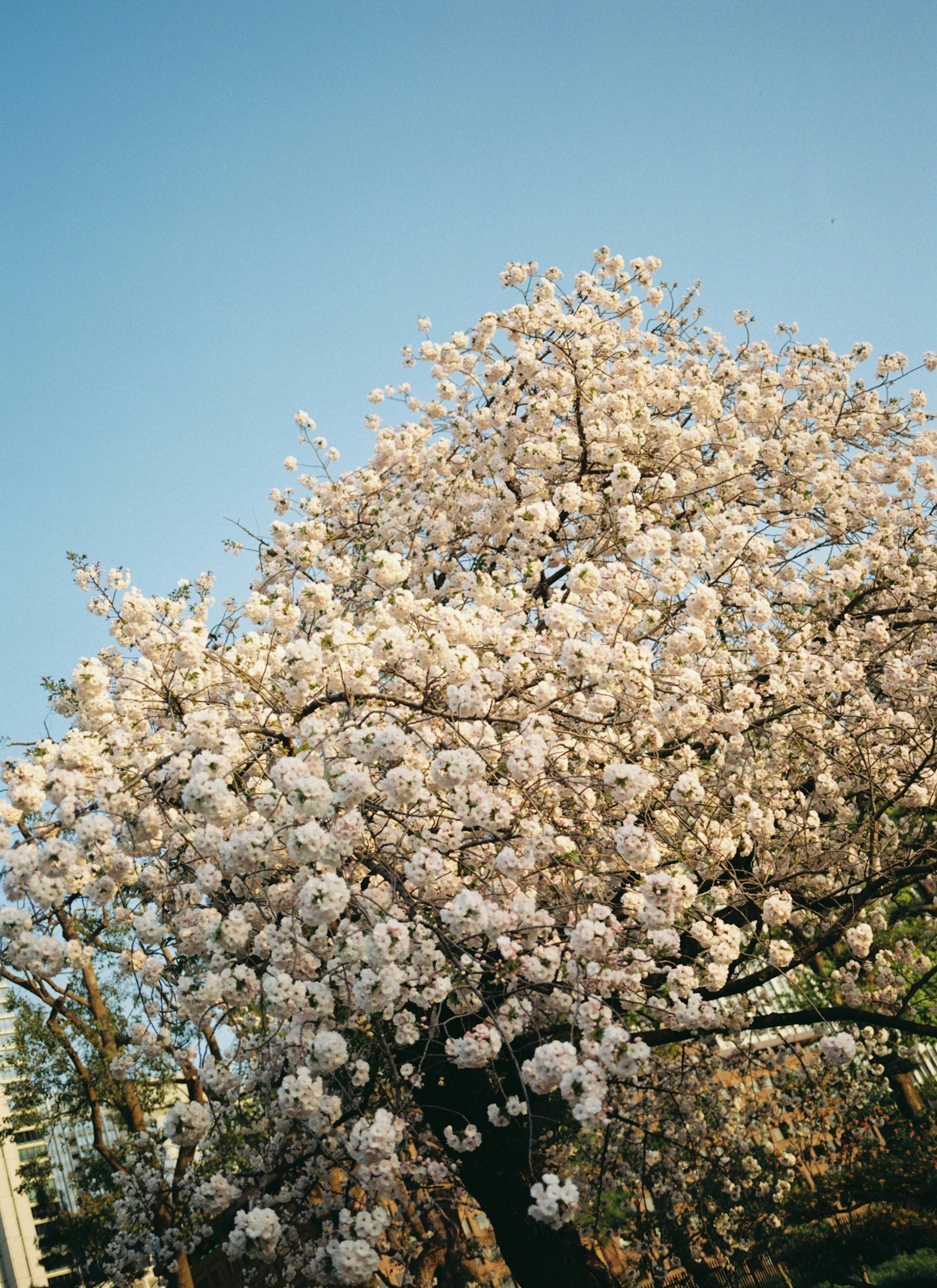 Blooming cherry blossom tree with white flowers under a blue sky