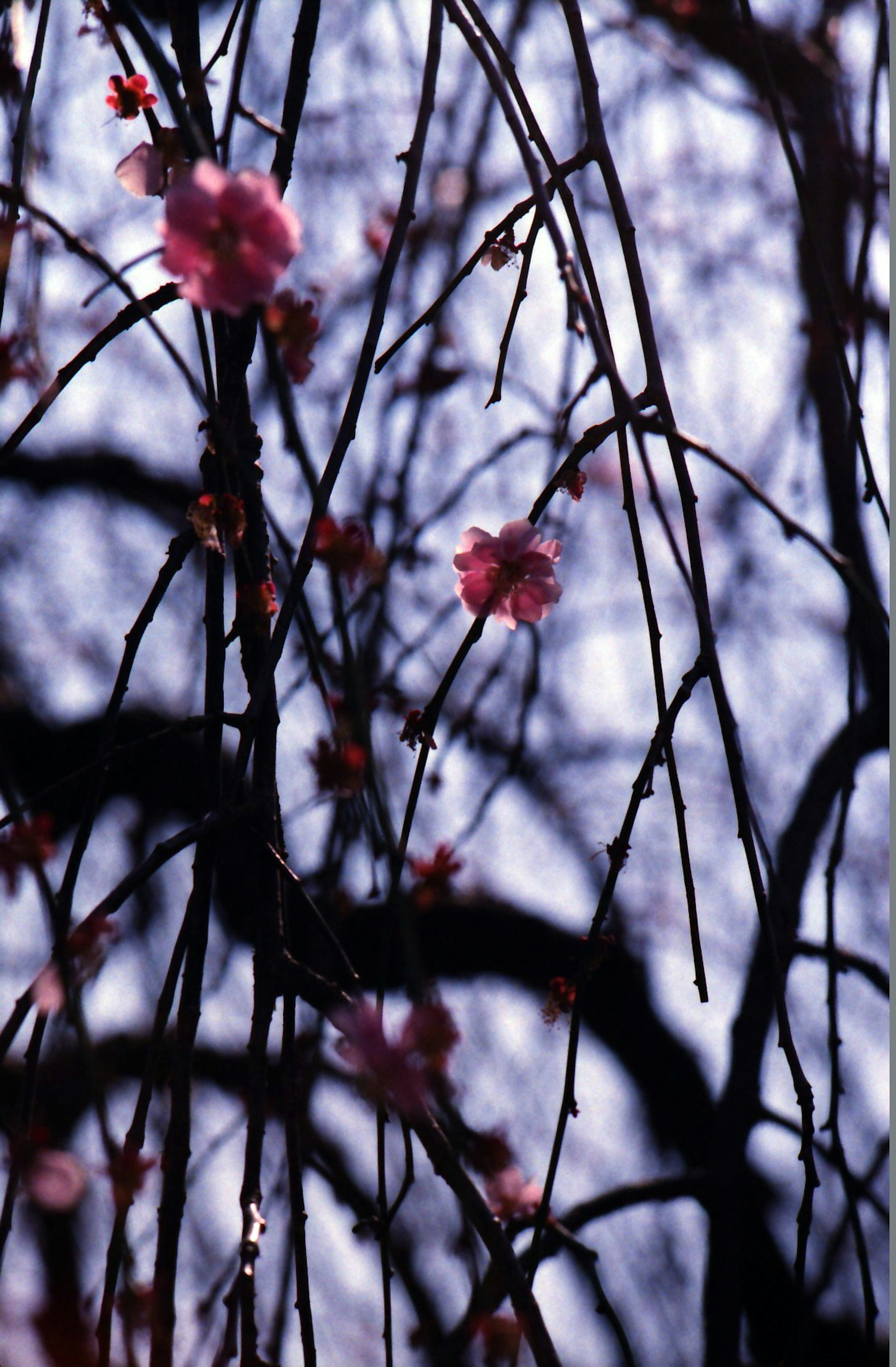 Delicate pink flowers hanging from dark branches against a blurred background