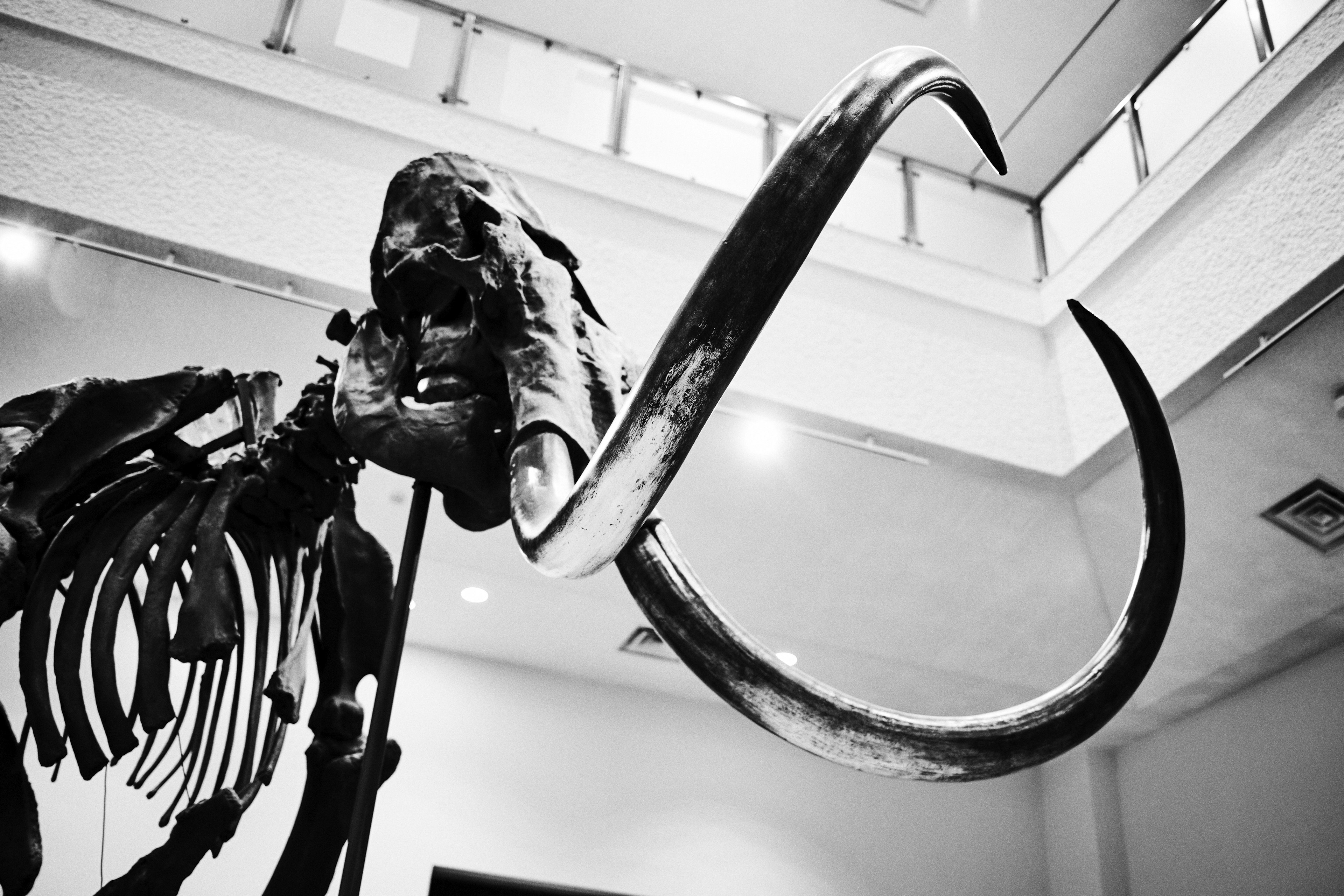 L'image présente un squelette de mammouth exposé dans un musée mettant en avant ses grandes dents et os