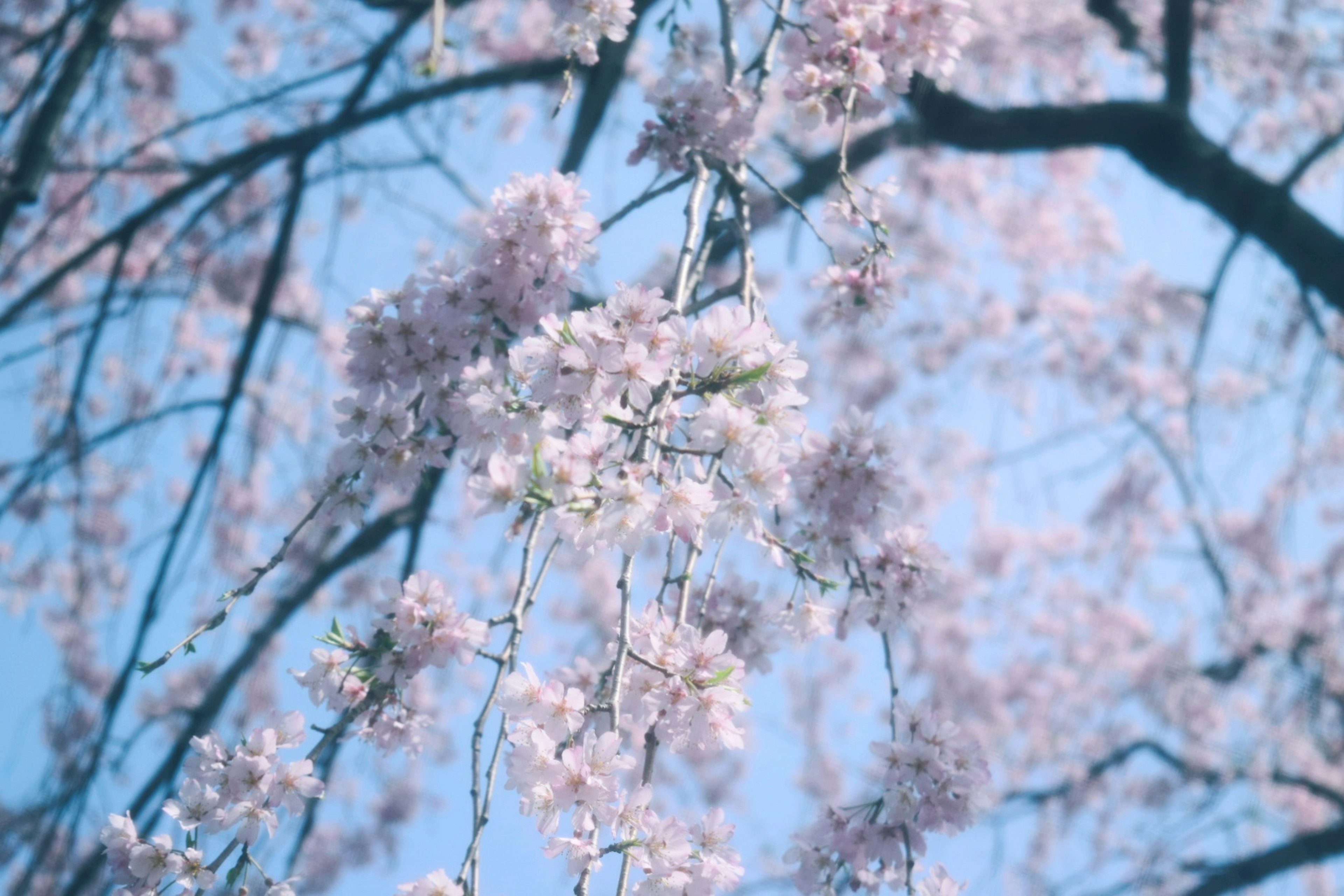 Fiori di ciliegio e rami sotto un cielo azzurro