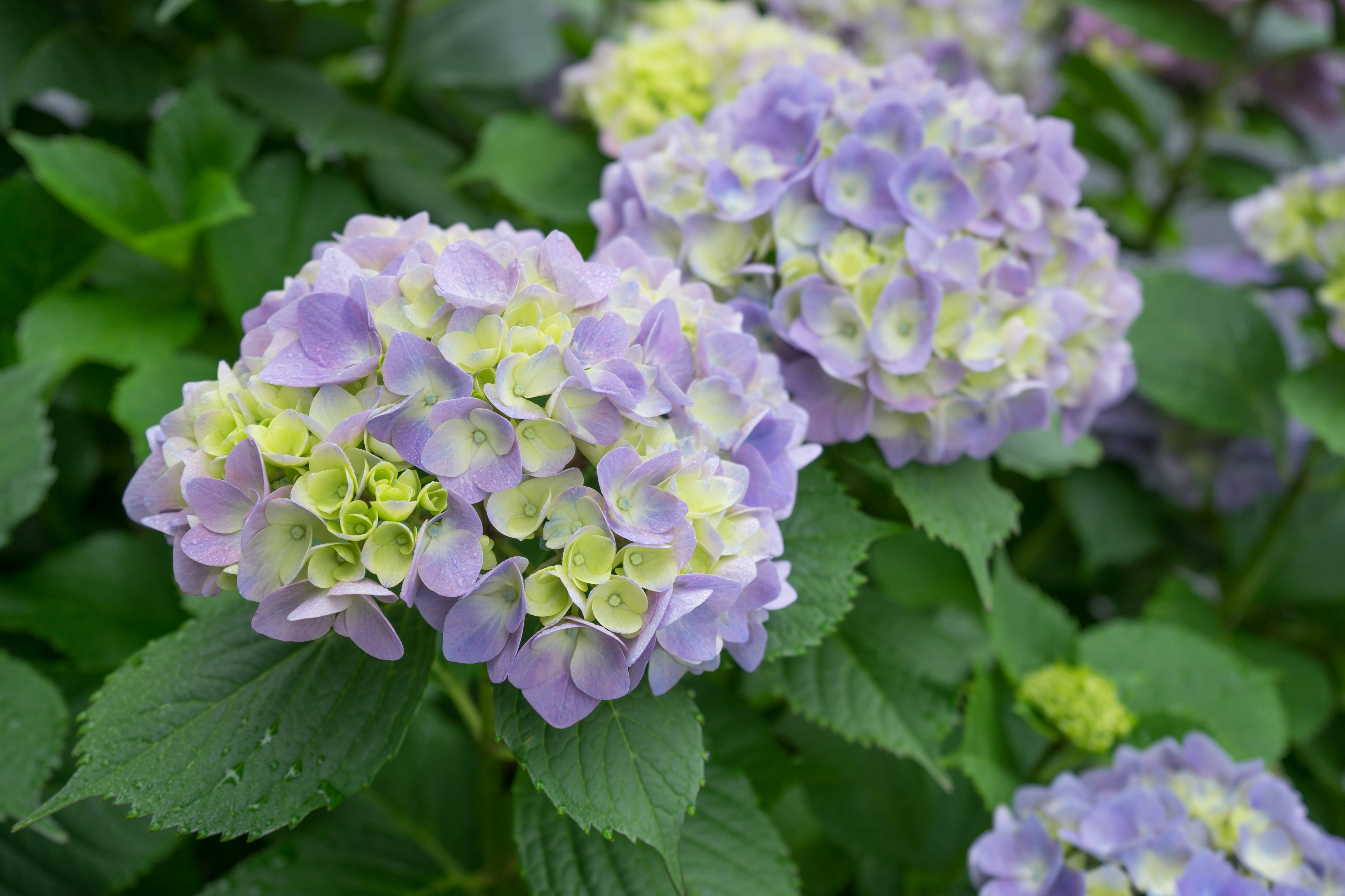 Cluster of hydrangea flowers in pale purple and yellow-green with green leaves