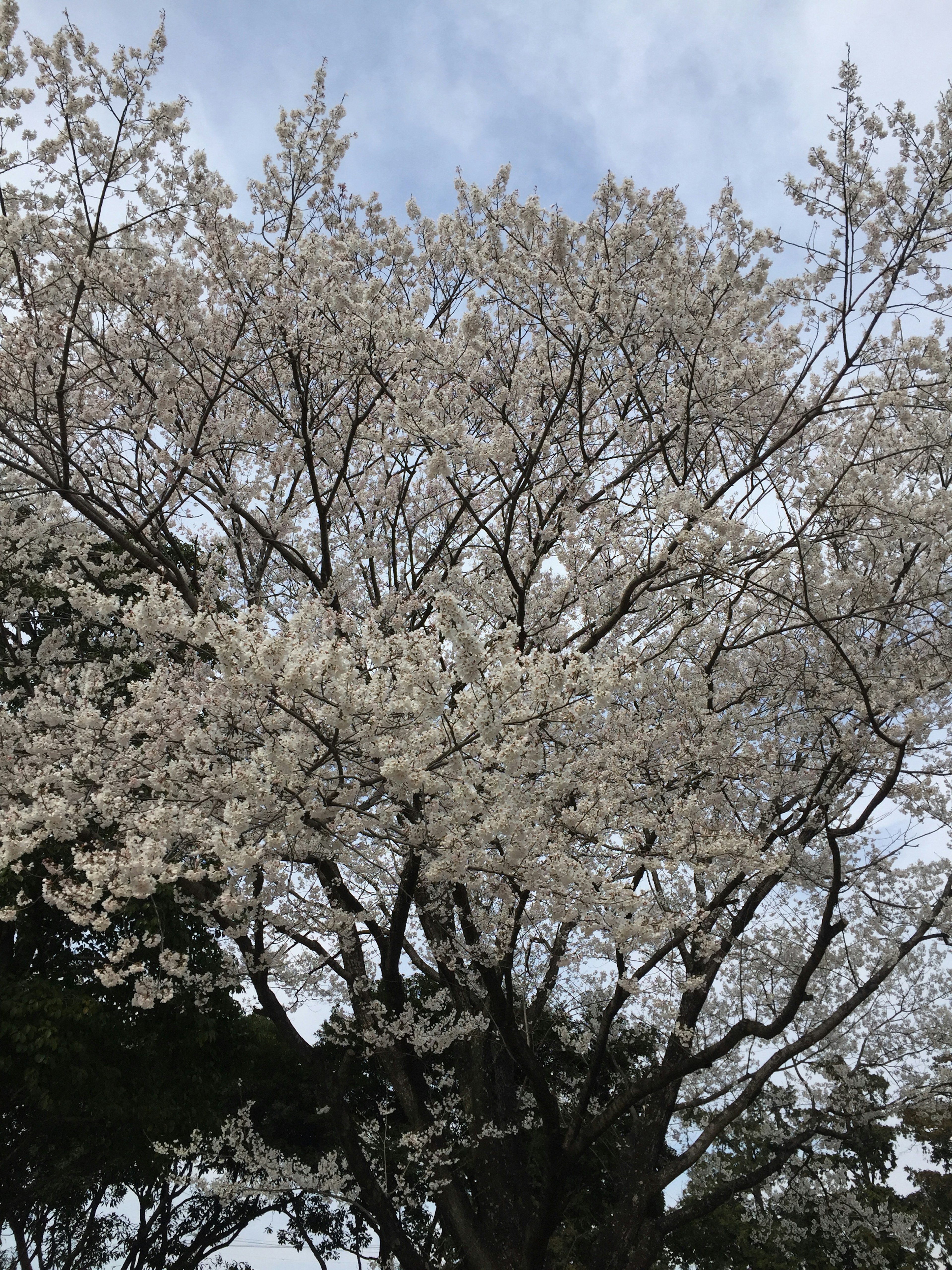 Pohon sakura yang mekar penuh dengan bunga putih di bawah langit biru