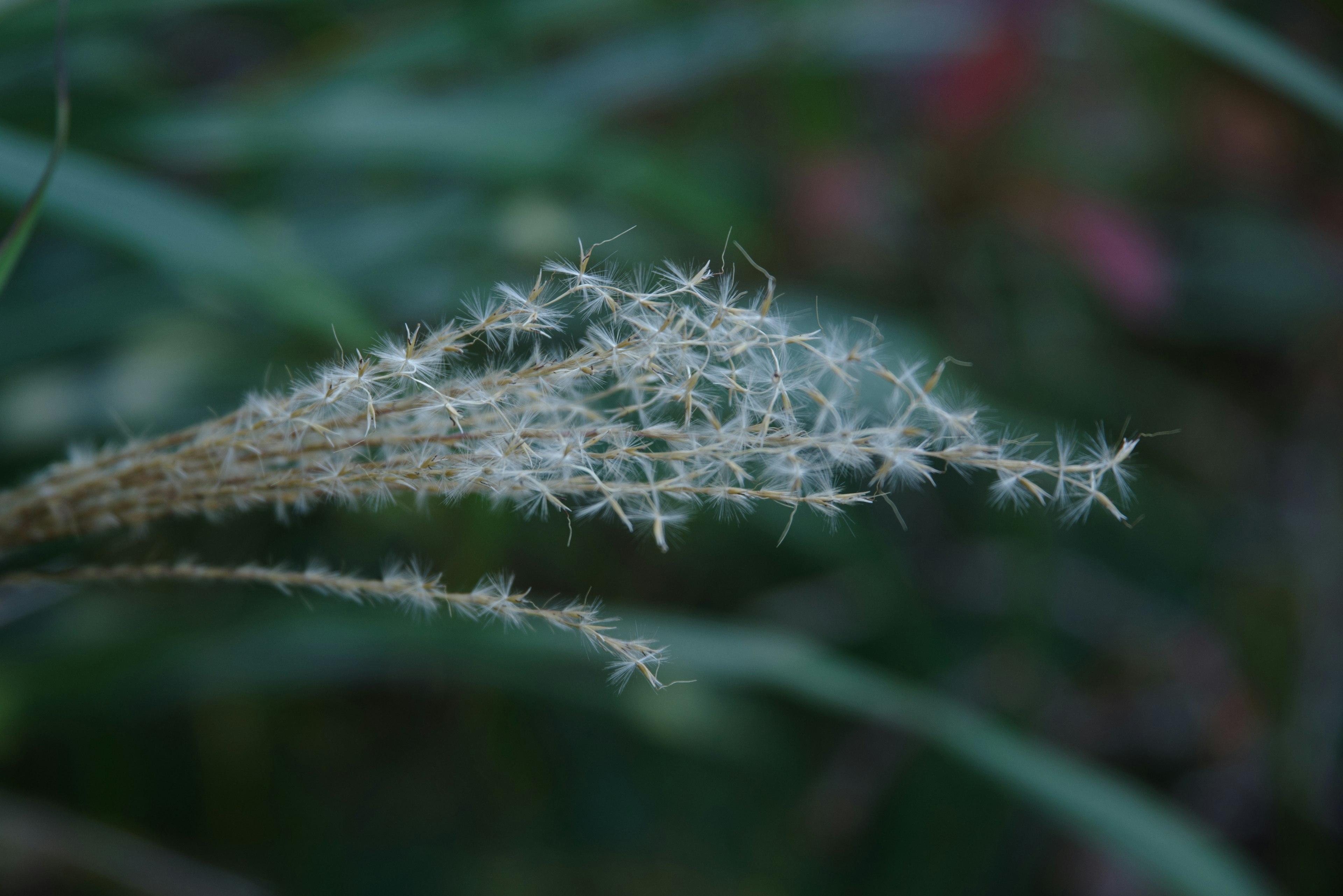 細かい白い草の穂が緑の背景に映える