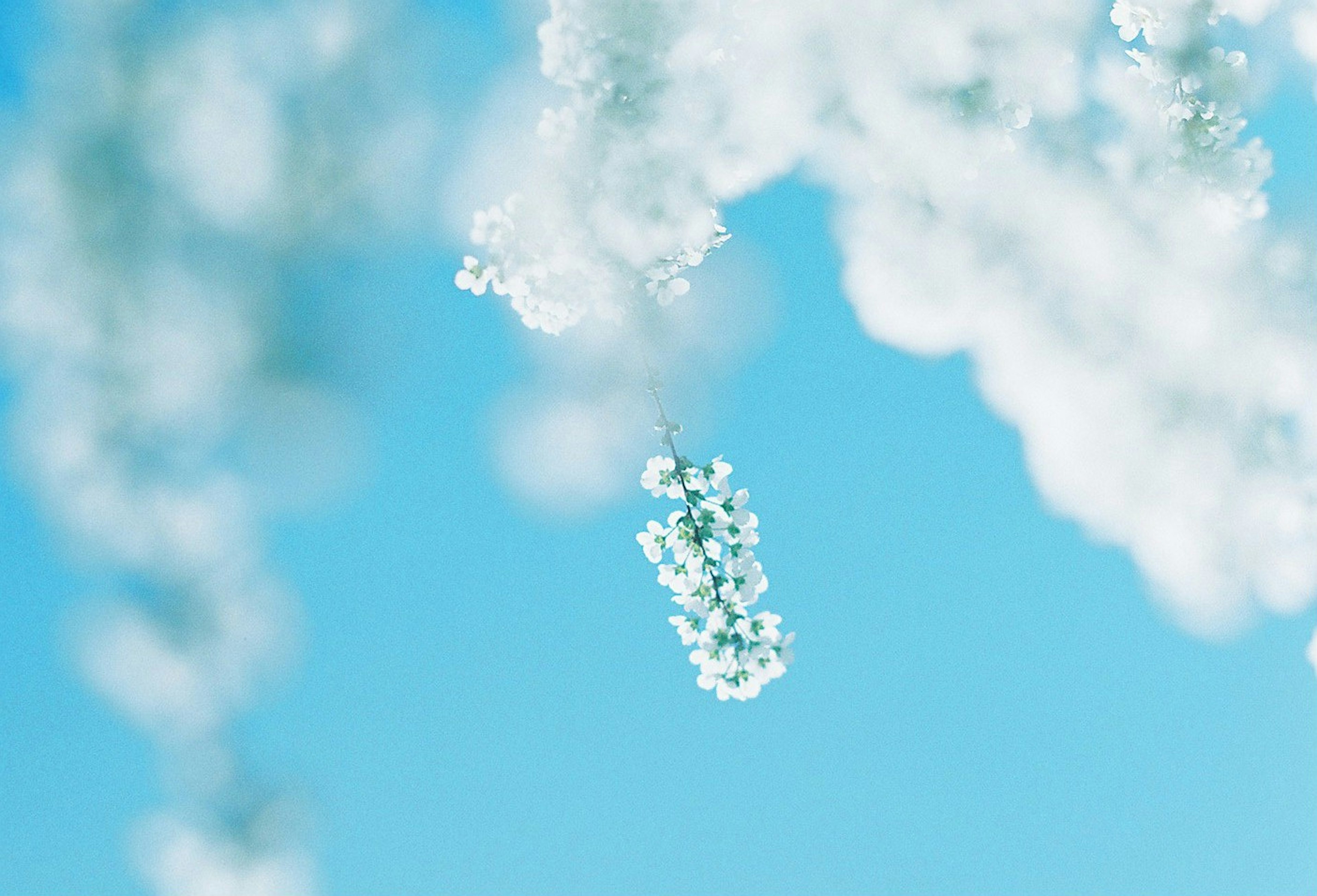 青空を背景にした白い花の穂