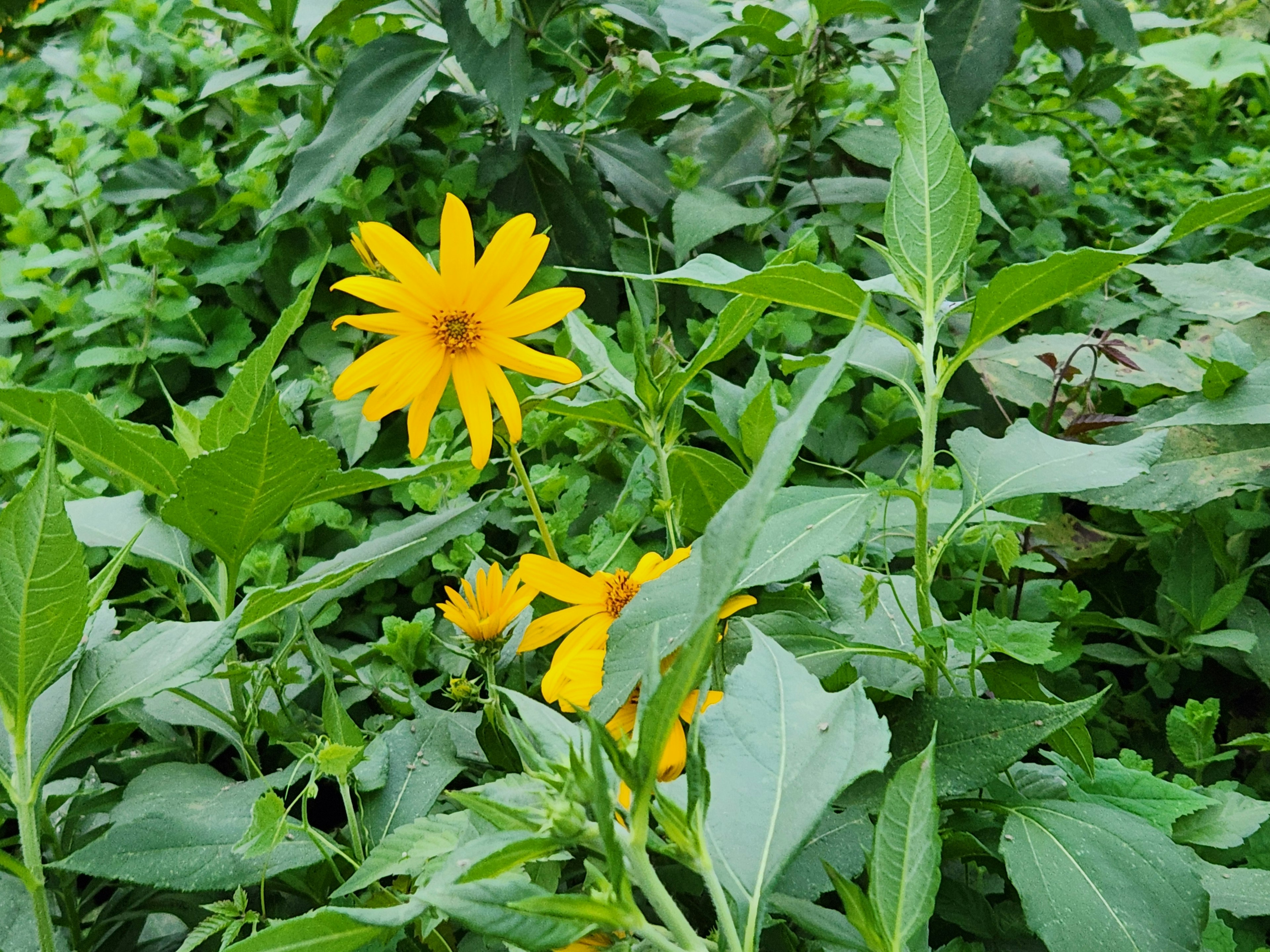 ดอกไม้สีเหลืองสดใสที่ล้อมรอบด้วยใบไม้สีเขียว