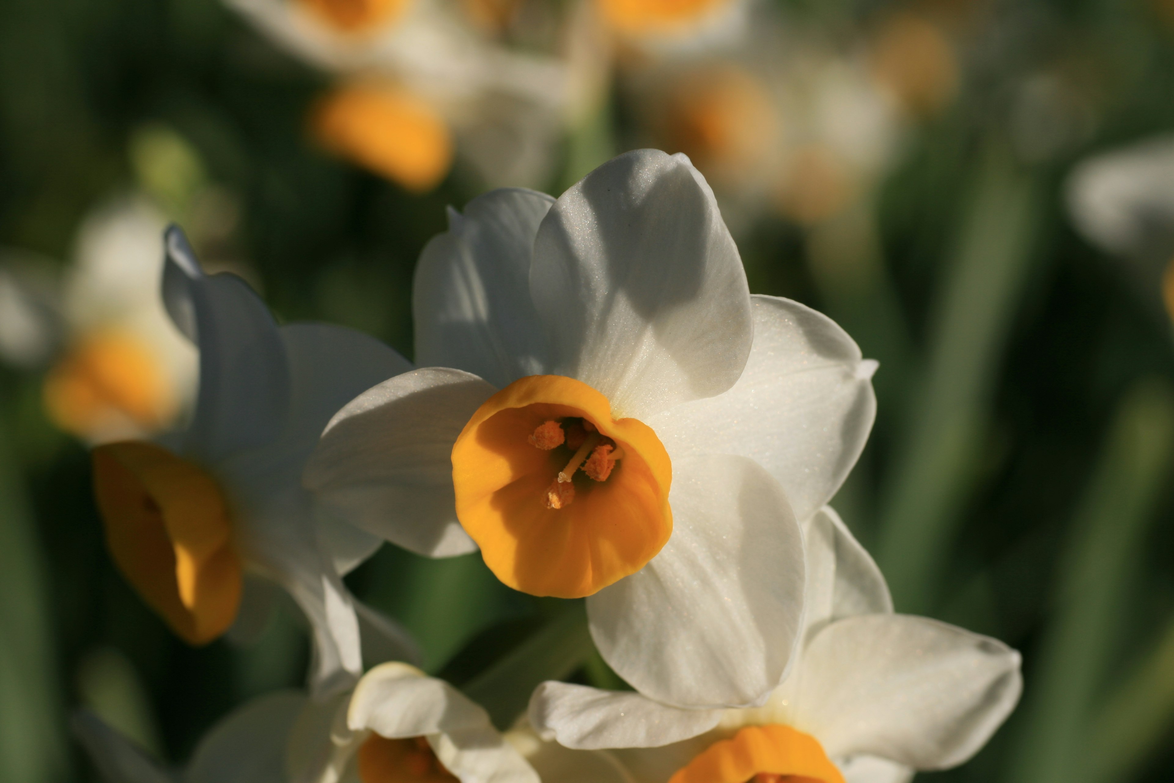 Gros plan de fleurs de jonquilles blanches et orange