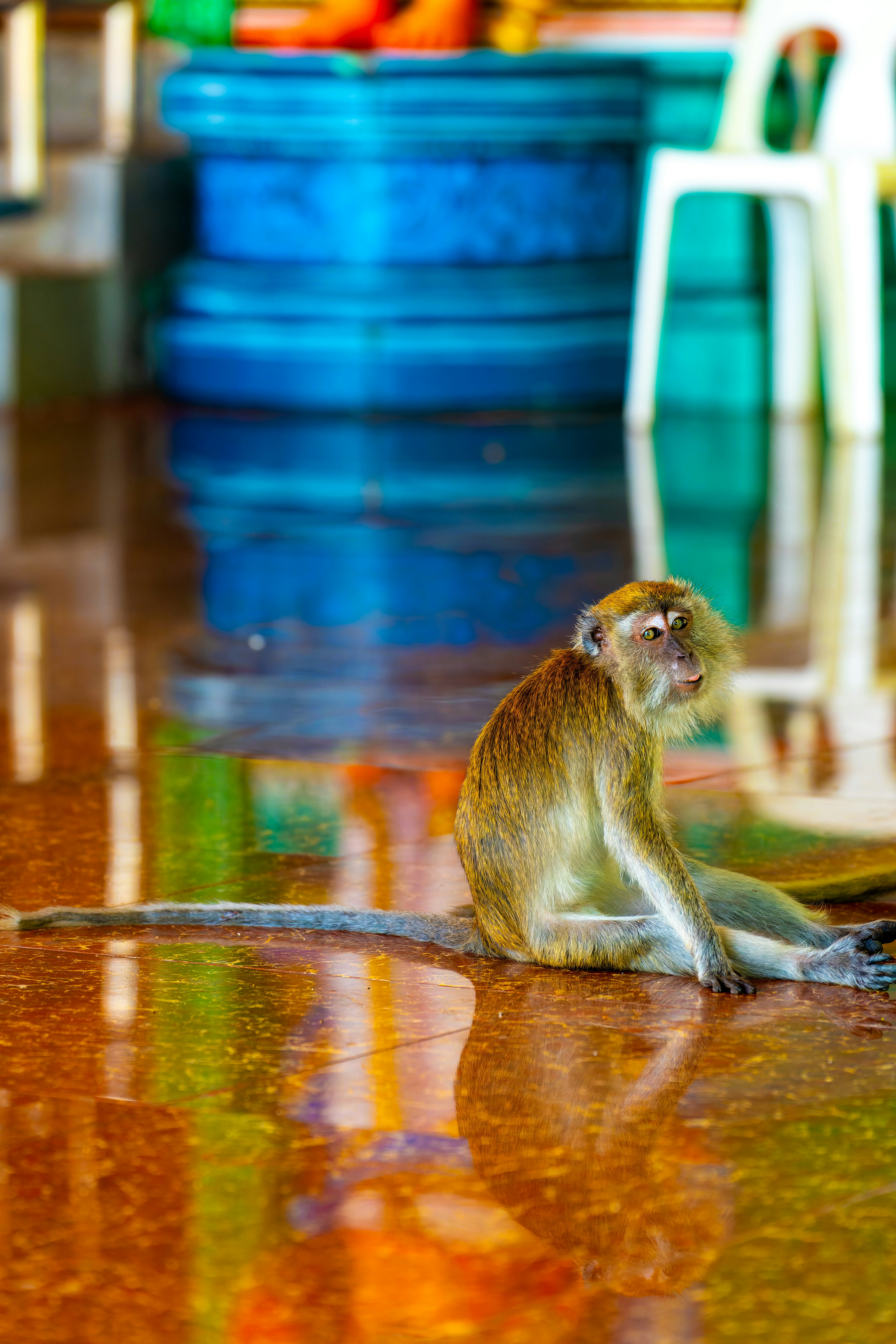 A monkey sitting on the floor with a colorful background and reflections