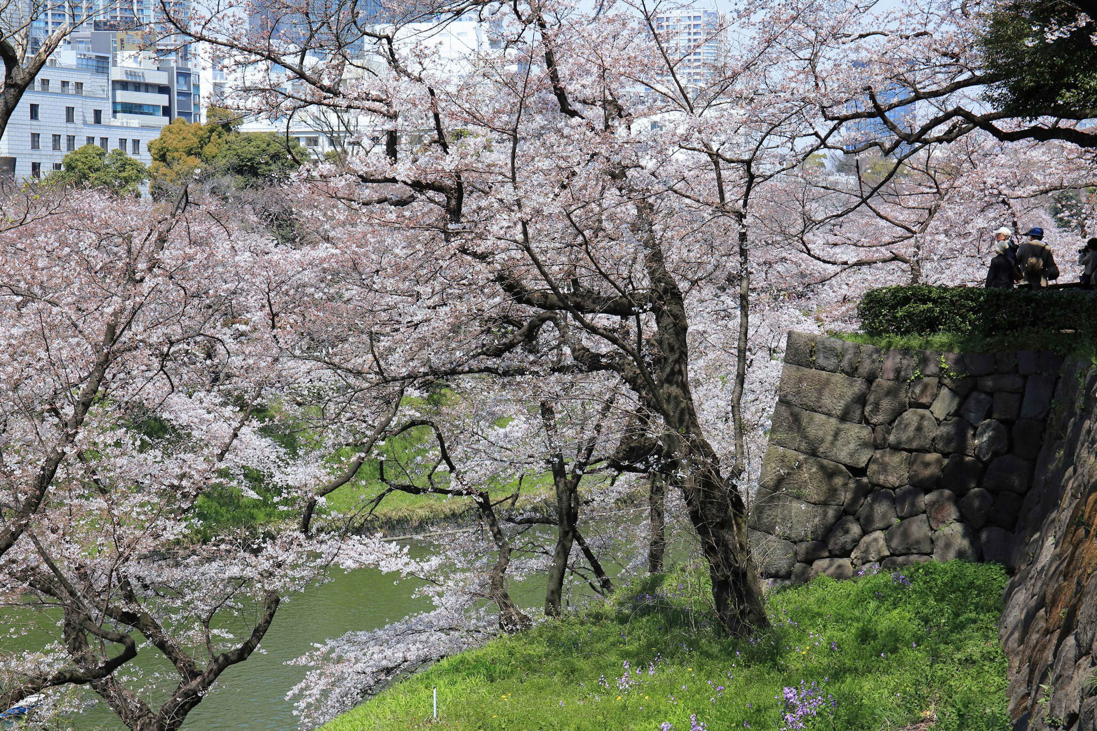 Des cerisiers en fleurs au bord d'une rivière