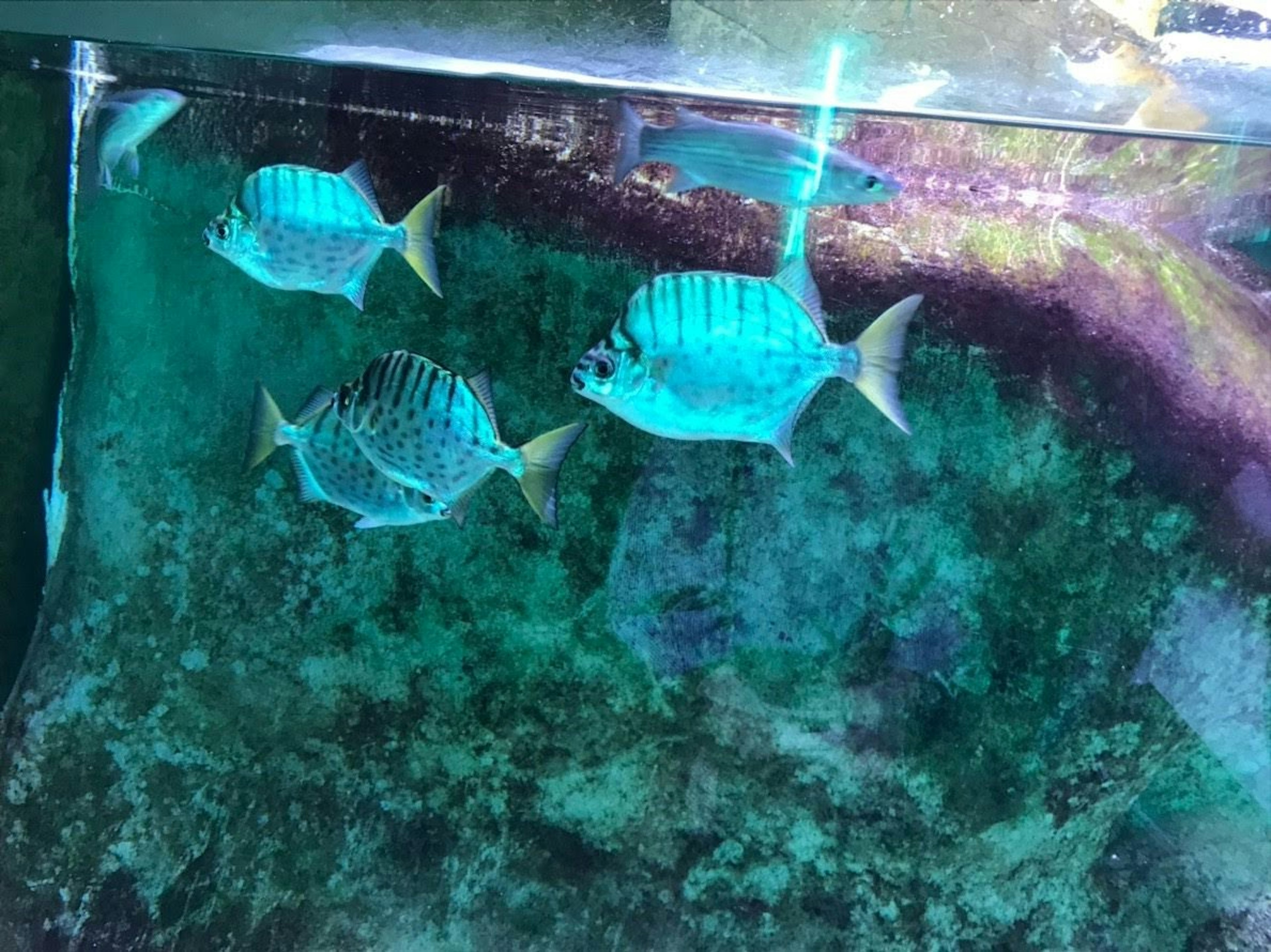 Cardumen de peces azules nadando bajo el agua en un acuario