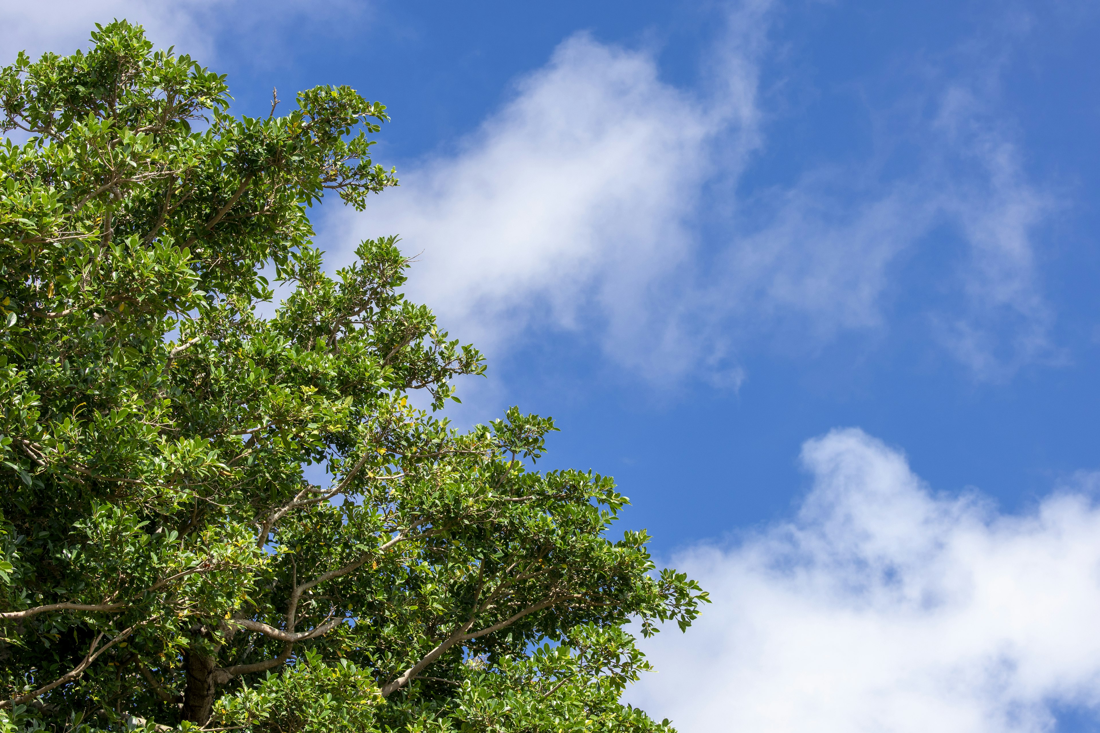 Green leaves of a tree against a bright blue sky with clouds