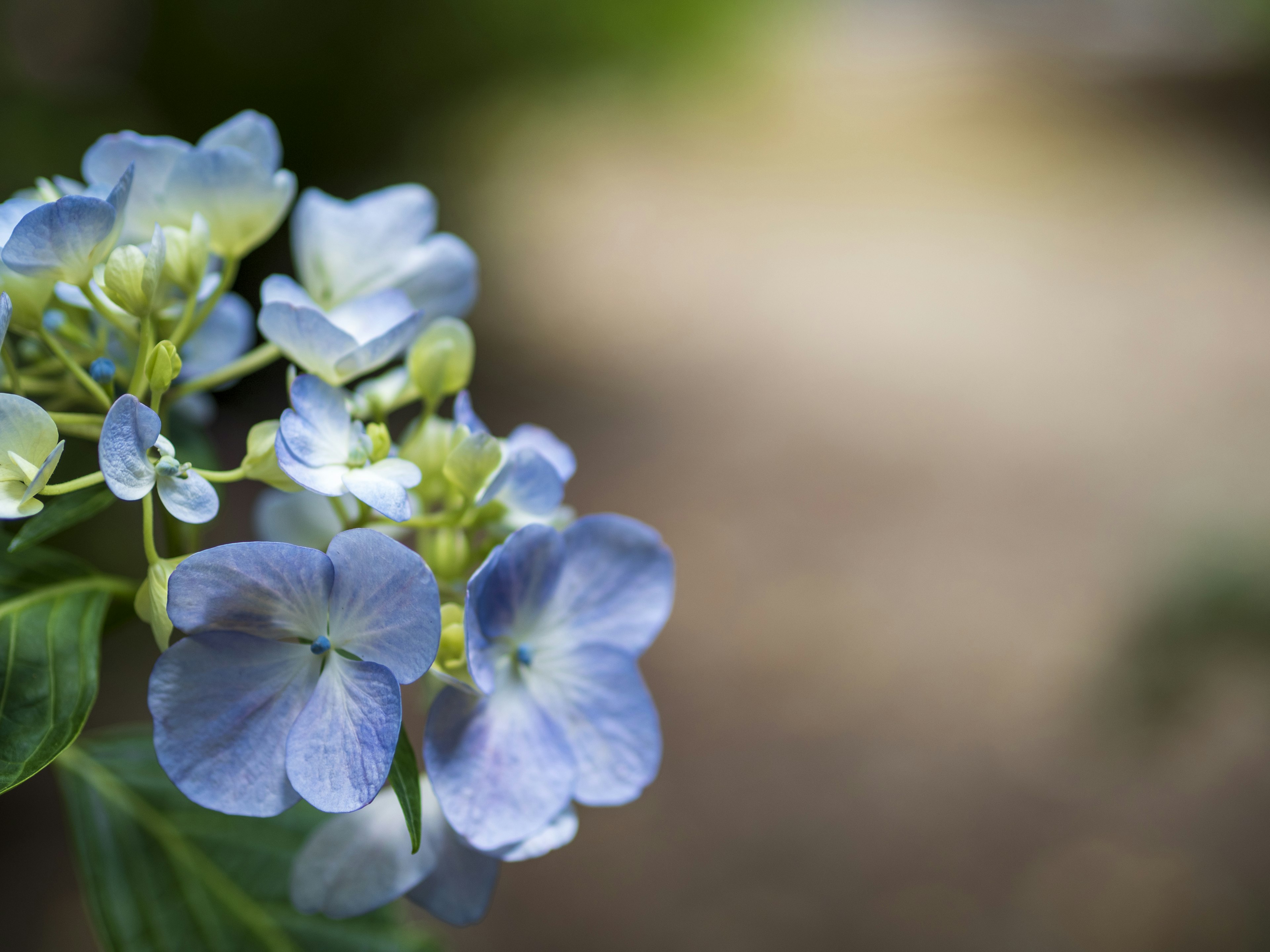 Nahaufnahme von schönen Blumen mit blauen Blütenblättern