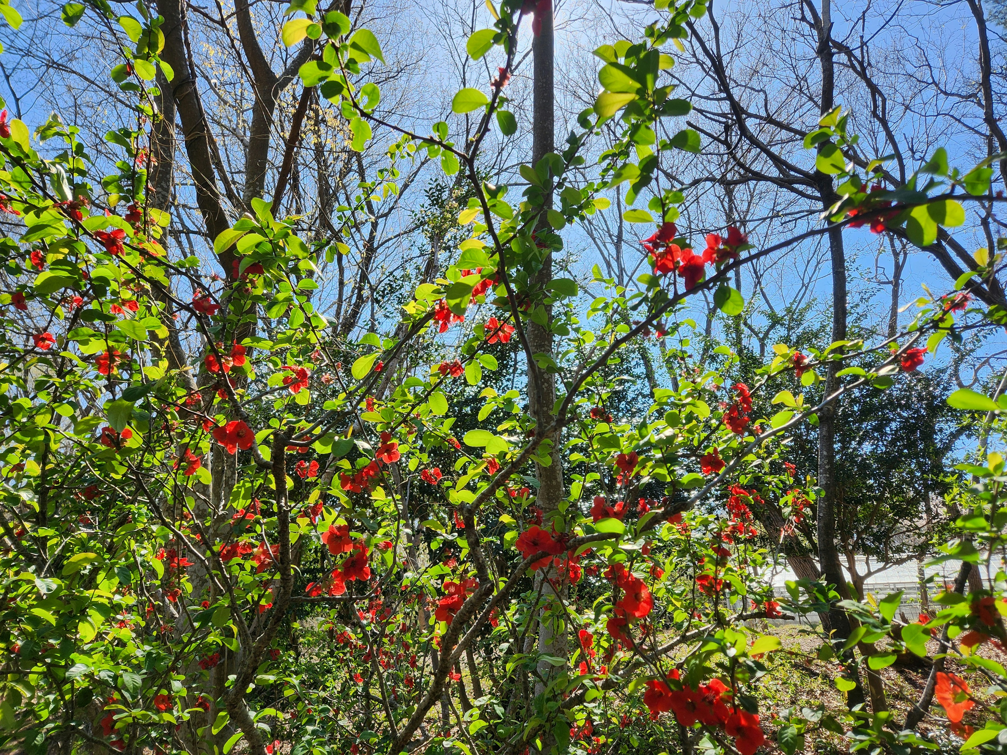 Close-up of vibrant red flowers blooming on green plants under a blue sky