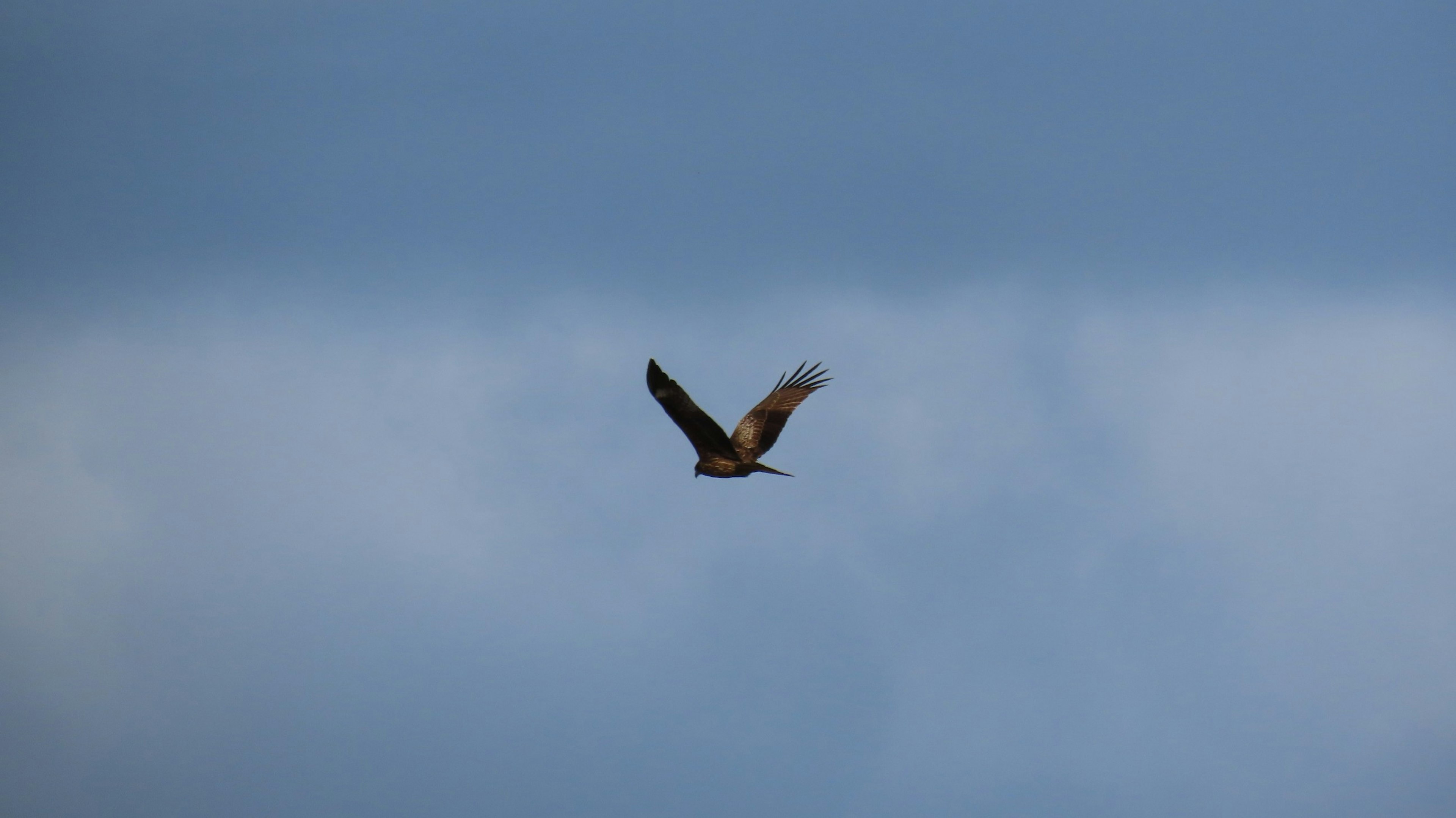 A bird flying against a blue sky