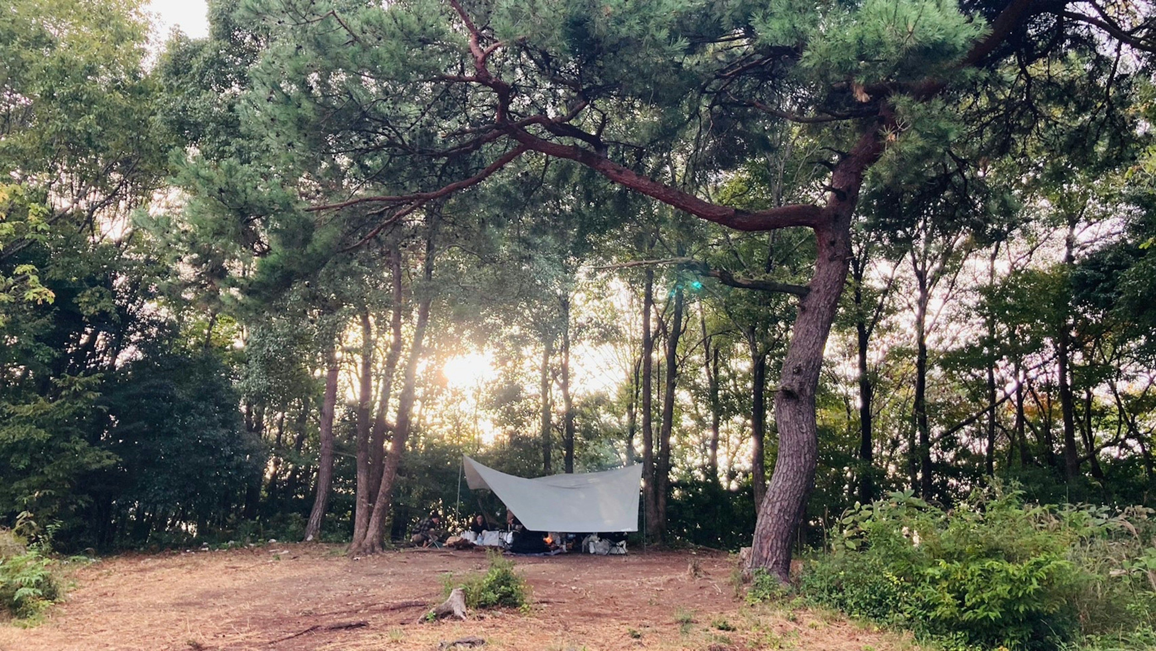 Malersicher Blick auf eine Hängematte zwischen Bäumen in einem Wald