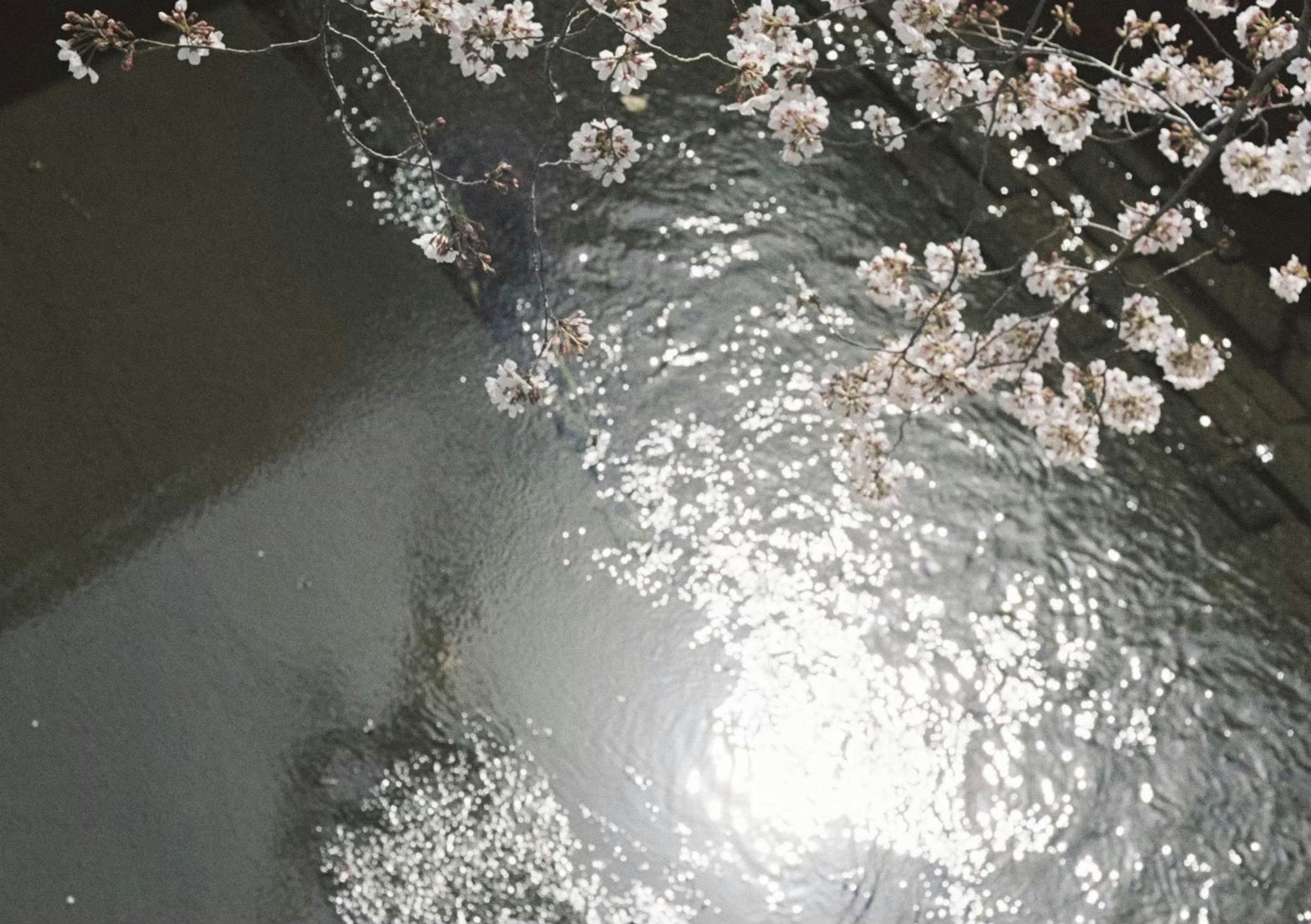 Cherry blossom petals floating on water with shimmering reflections