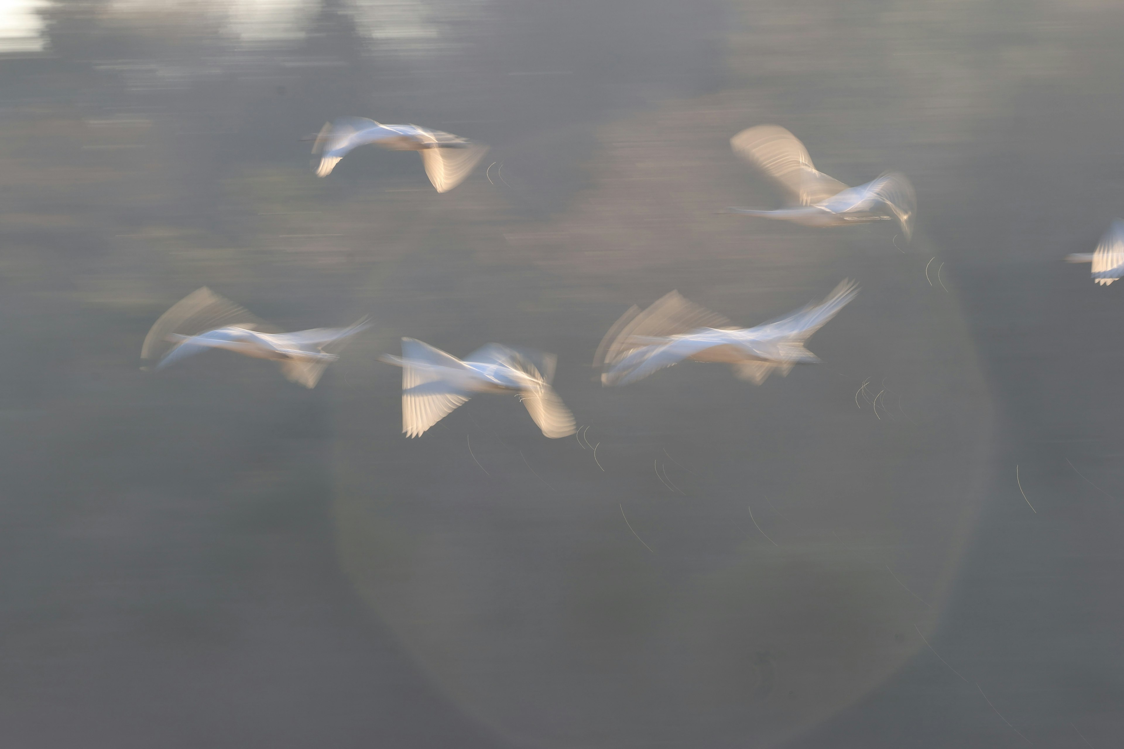 空を飛ぶ白い鳥の群れが映る画像