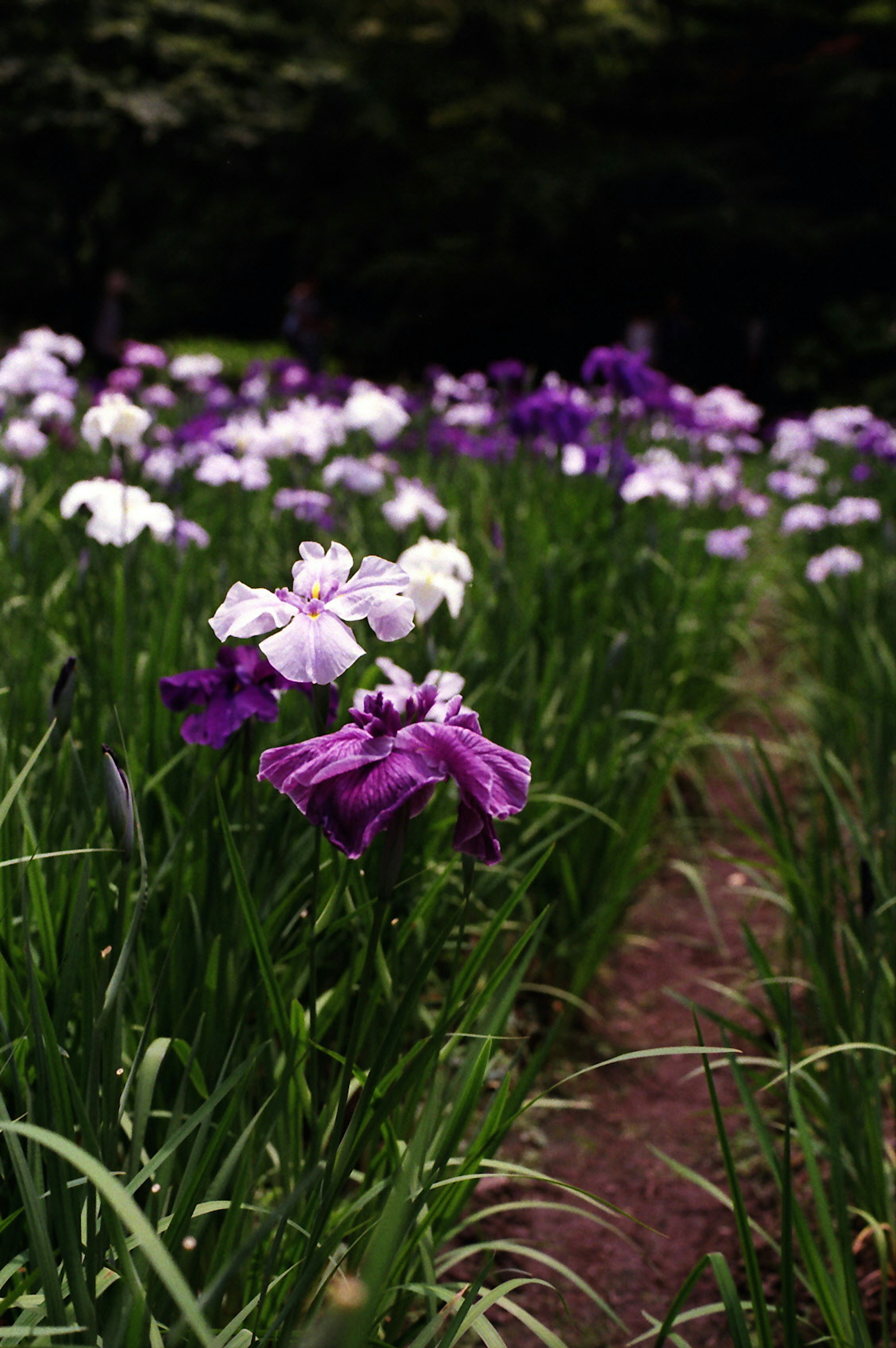 色とりどりのアヤメが咲く花畑の風景