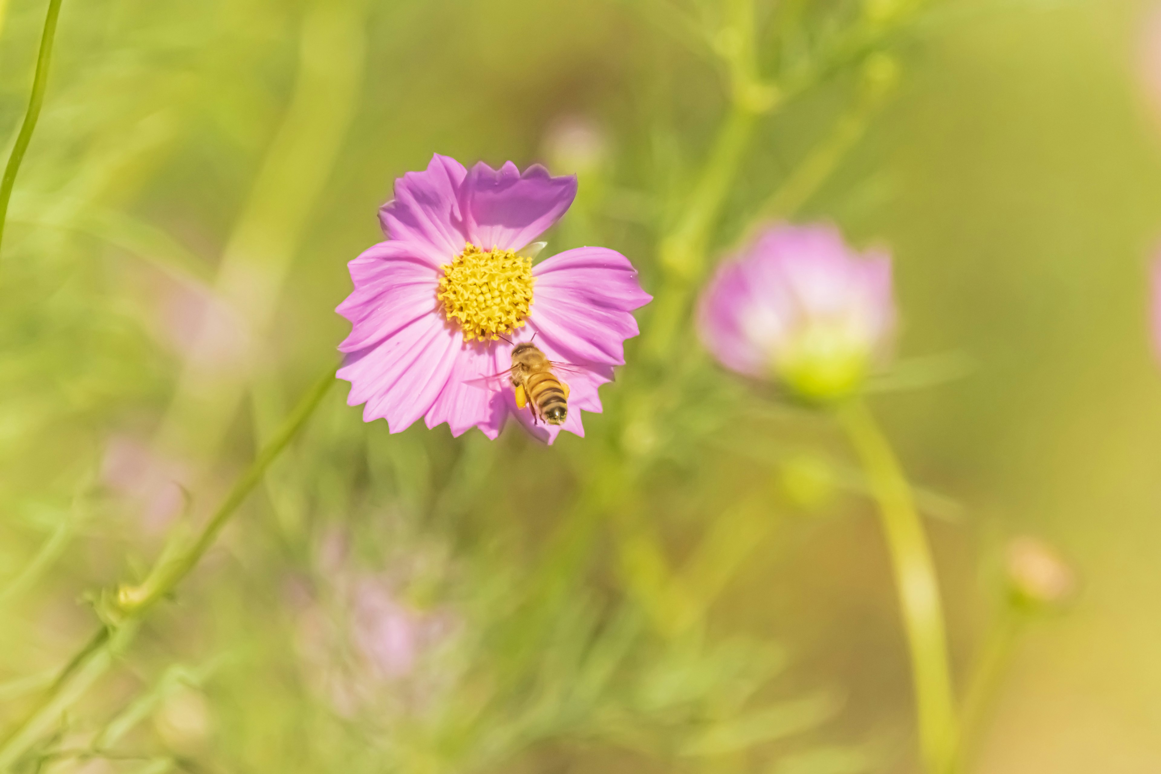 Gros plan d'une fleur rose avec une abeille mettant en valeur un paysage naturel