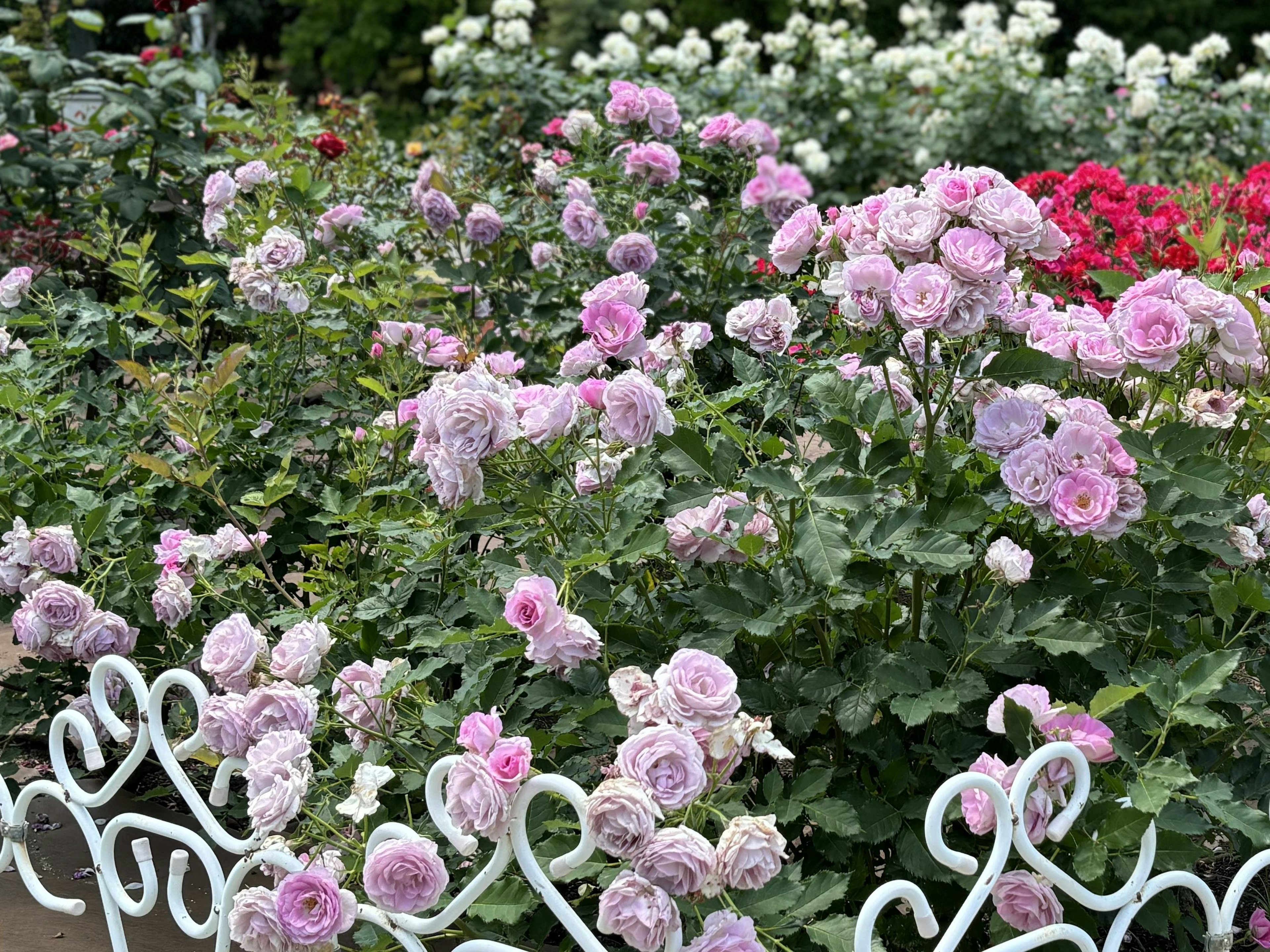 色とりどりのバラの花が咲く花壇と白いフェンス