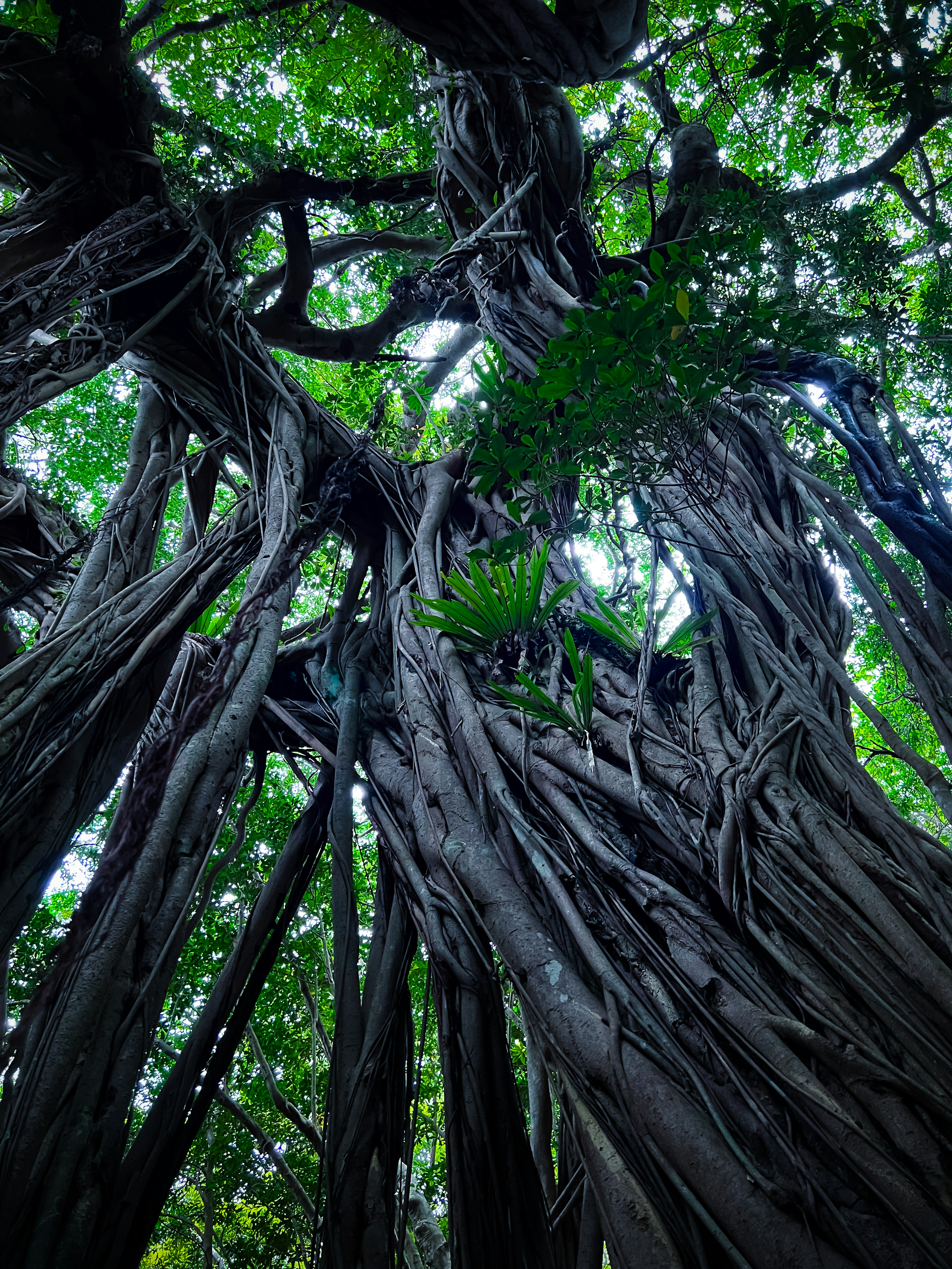 Radici intricate di un grande albero ricoperte di foglie verdi