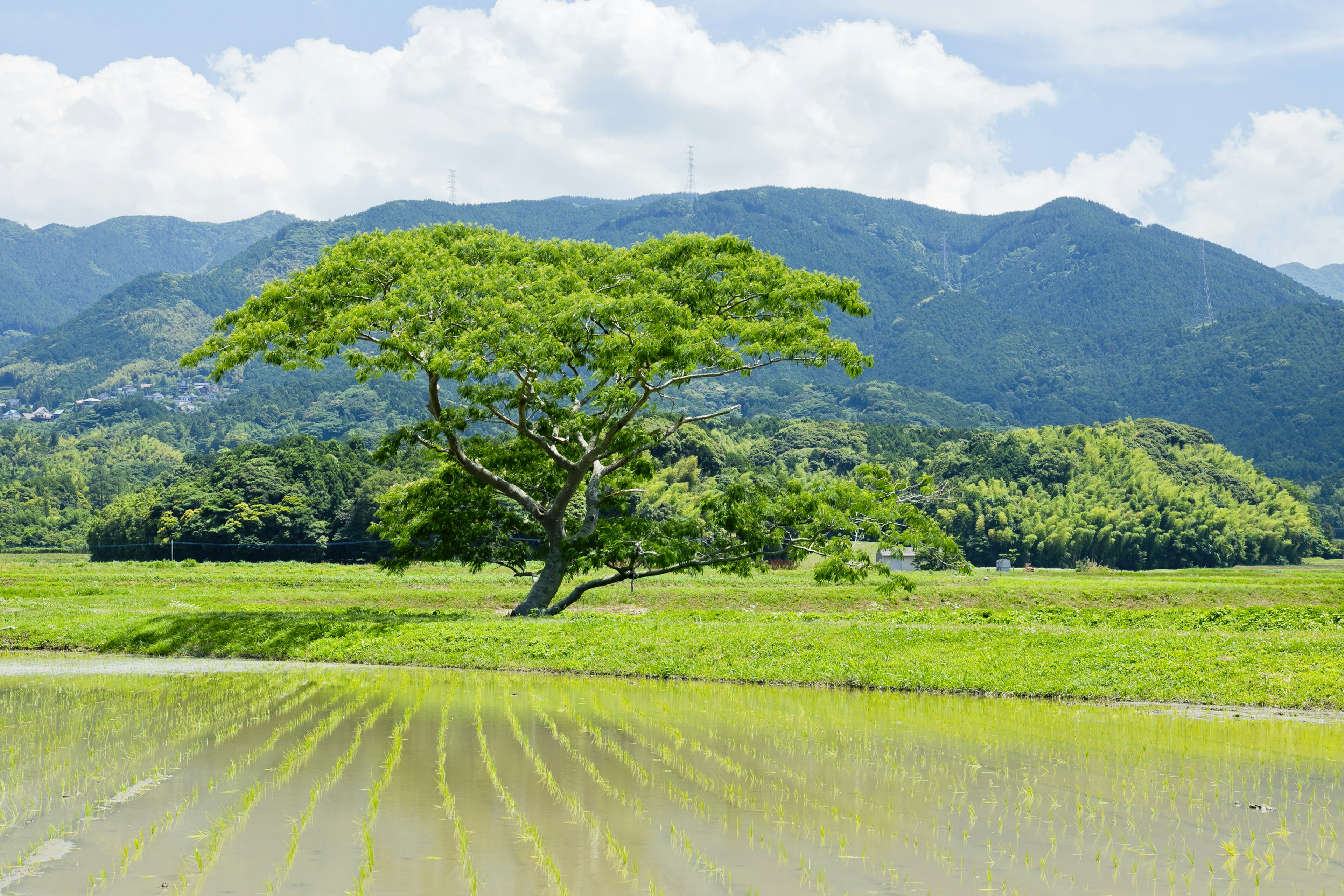 Ladang padi subur dengan pohon besar dan pegunungan di latar belakang