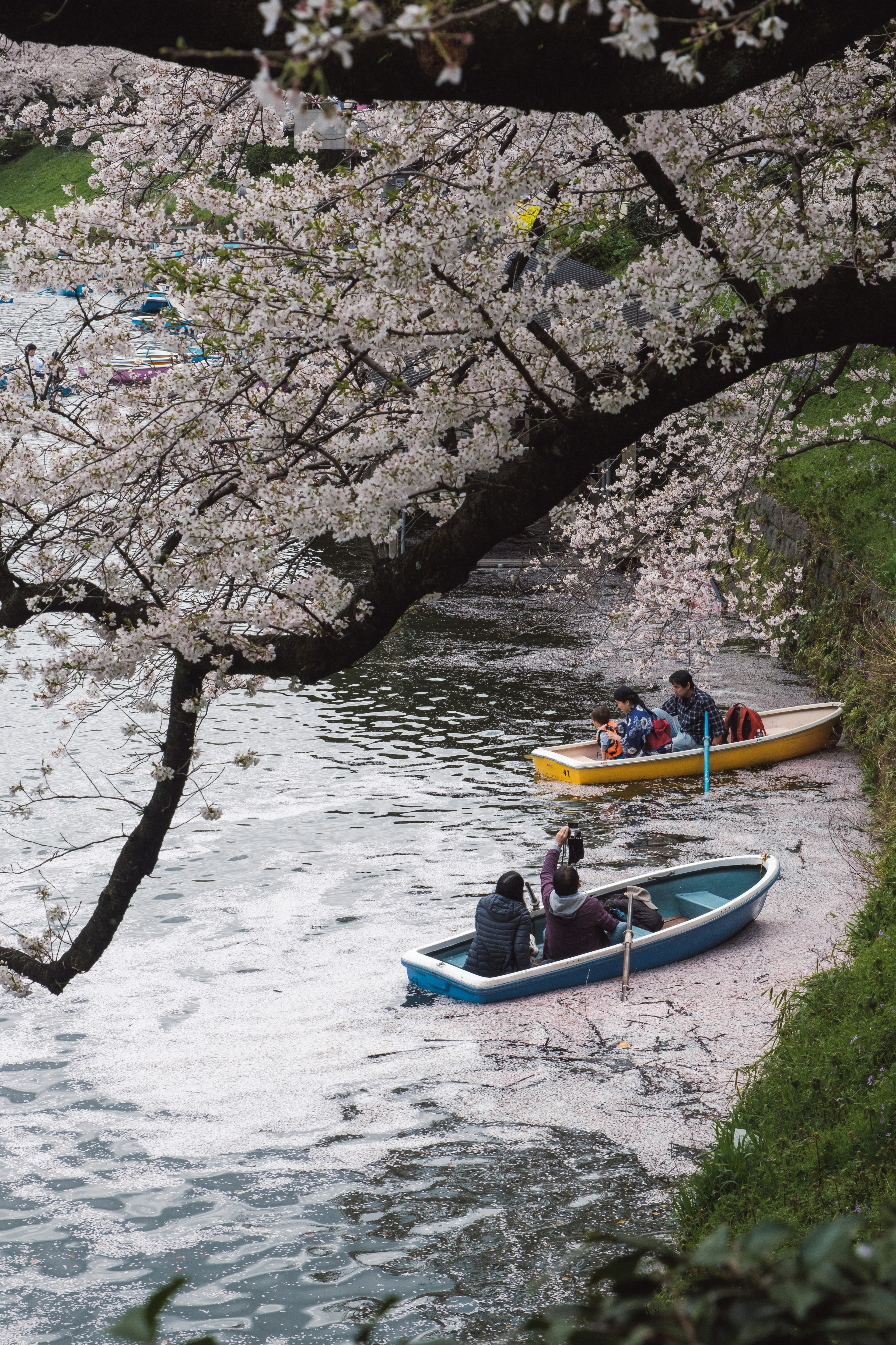 桜の花が咲く川でボートに乗る人々の風景