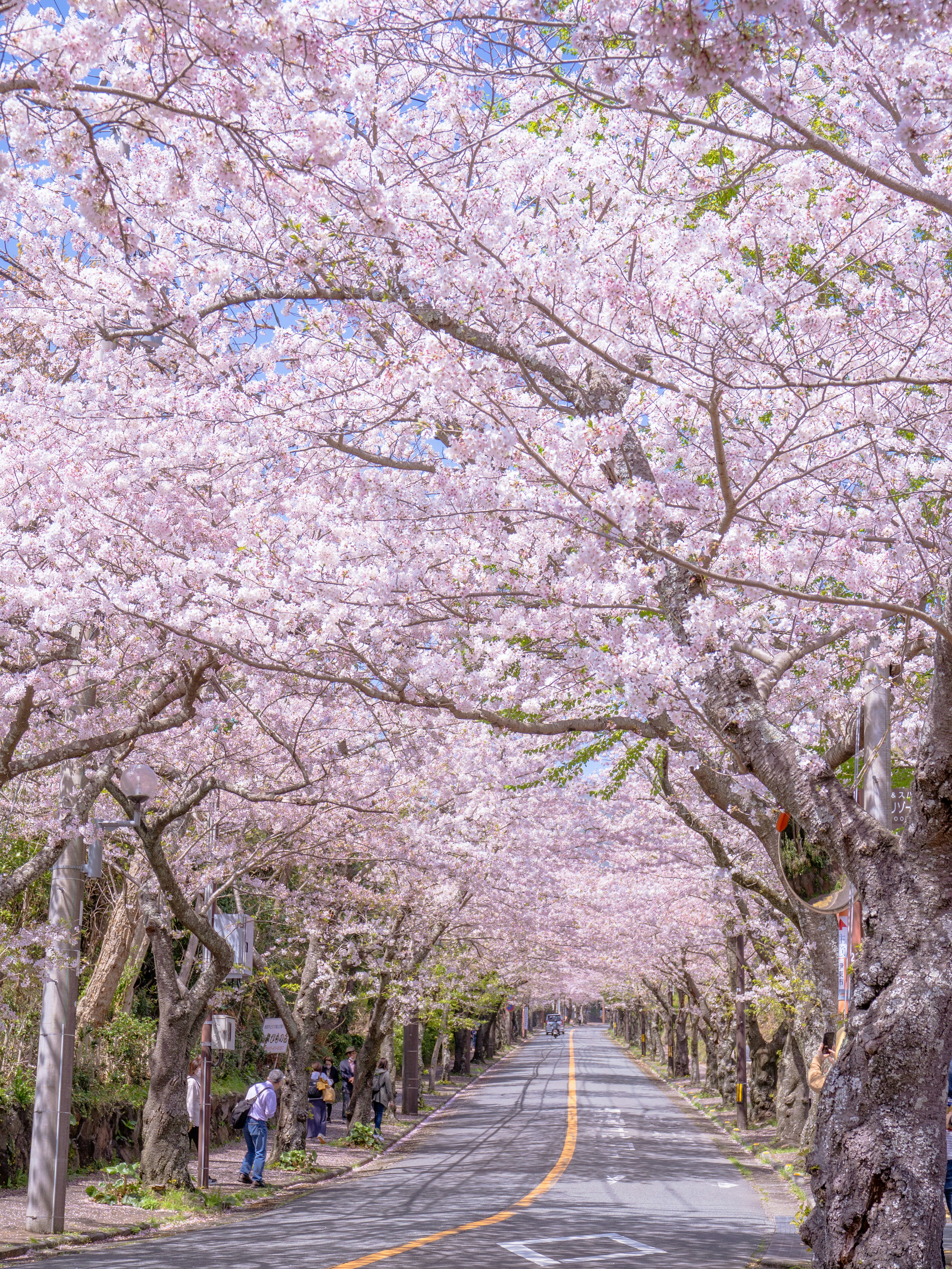 Pemandangan jalan yang dikelilingi pohon sakura yang sedang mekar