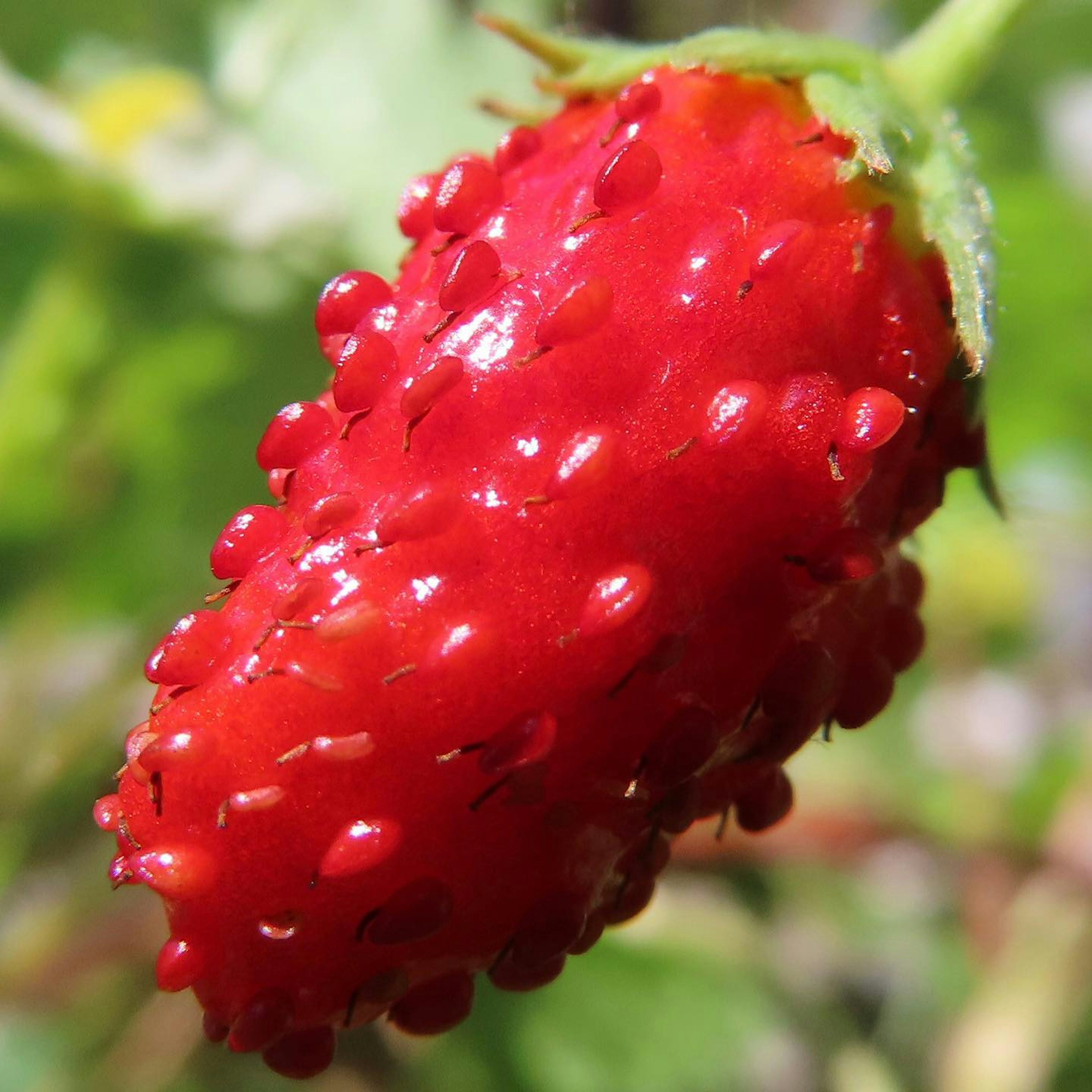 Vibrant red strawberry fruit with green leaves