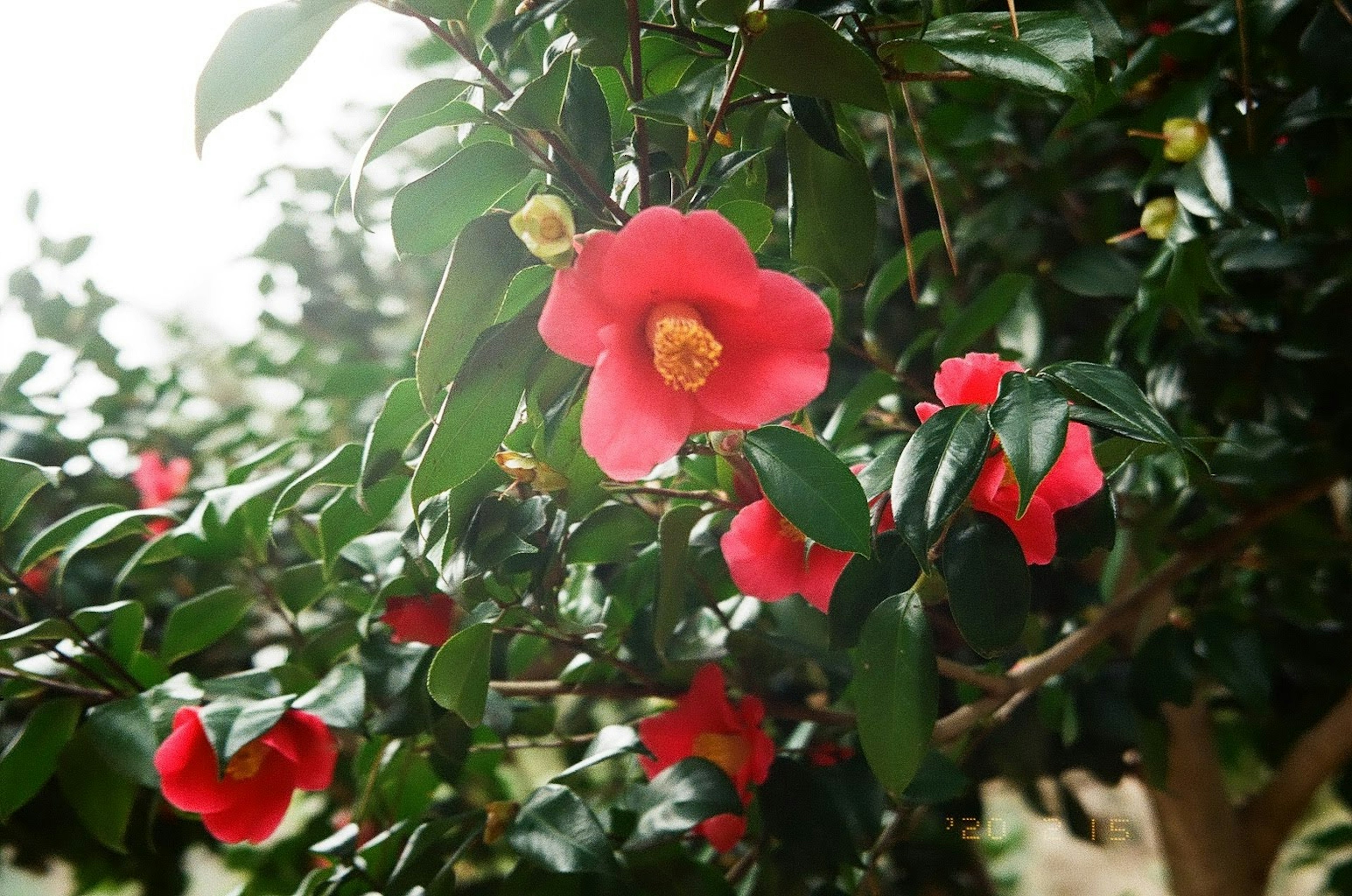 Rote Kamelienblüten umgeben von grünen Blättern