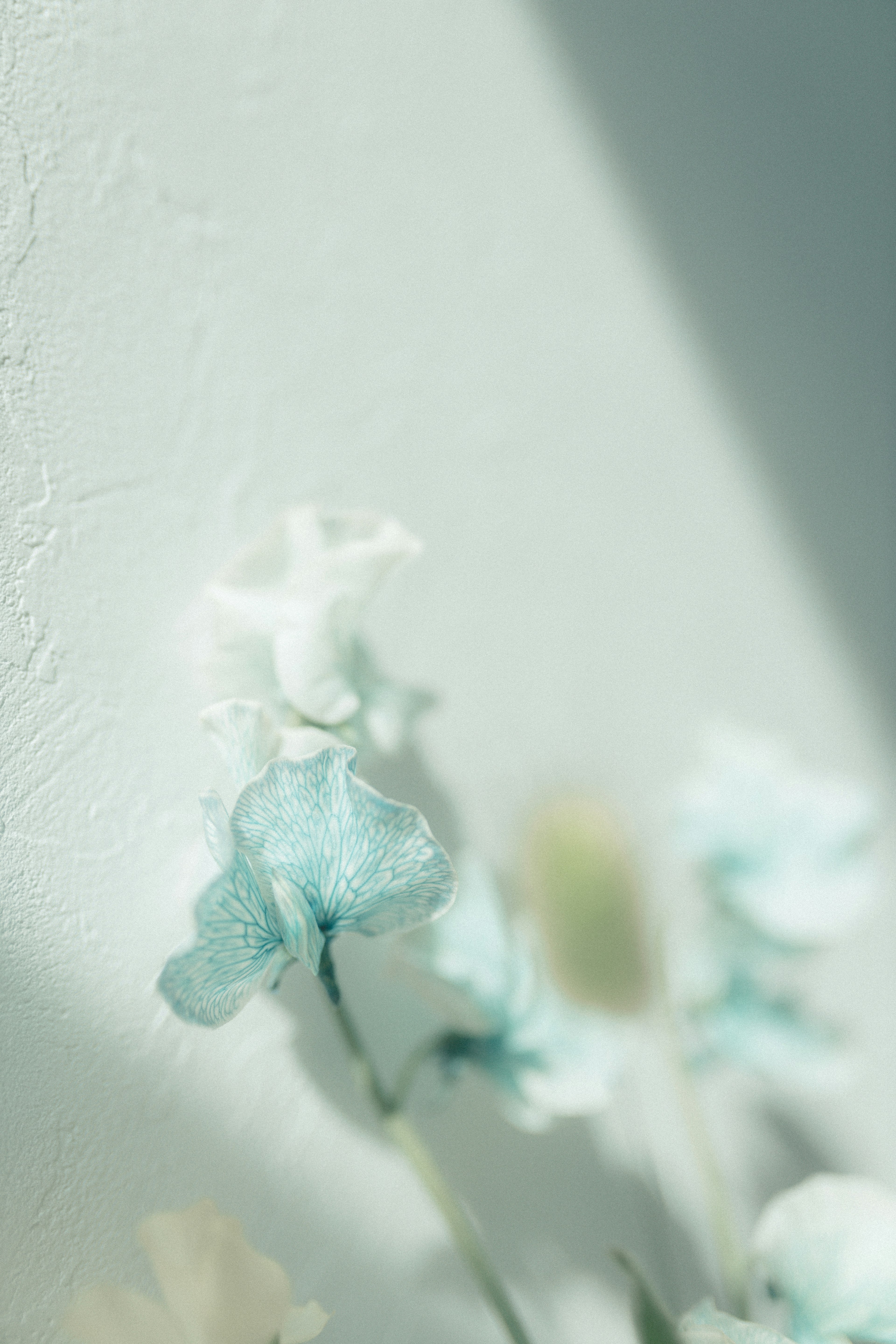 Delicate blue and white flowers leaning against a textured wall