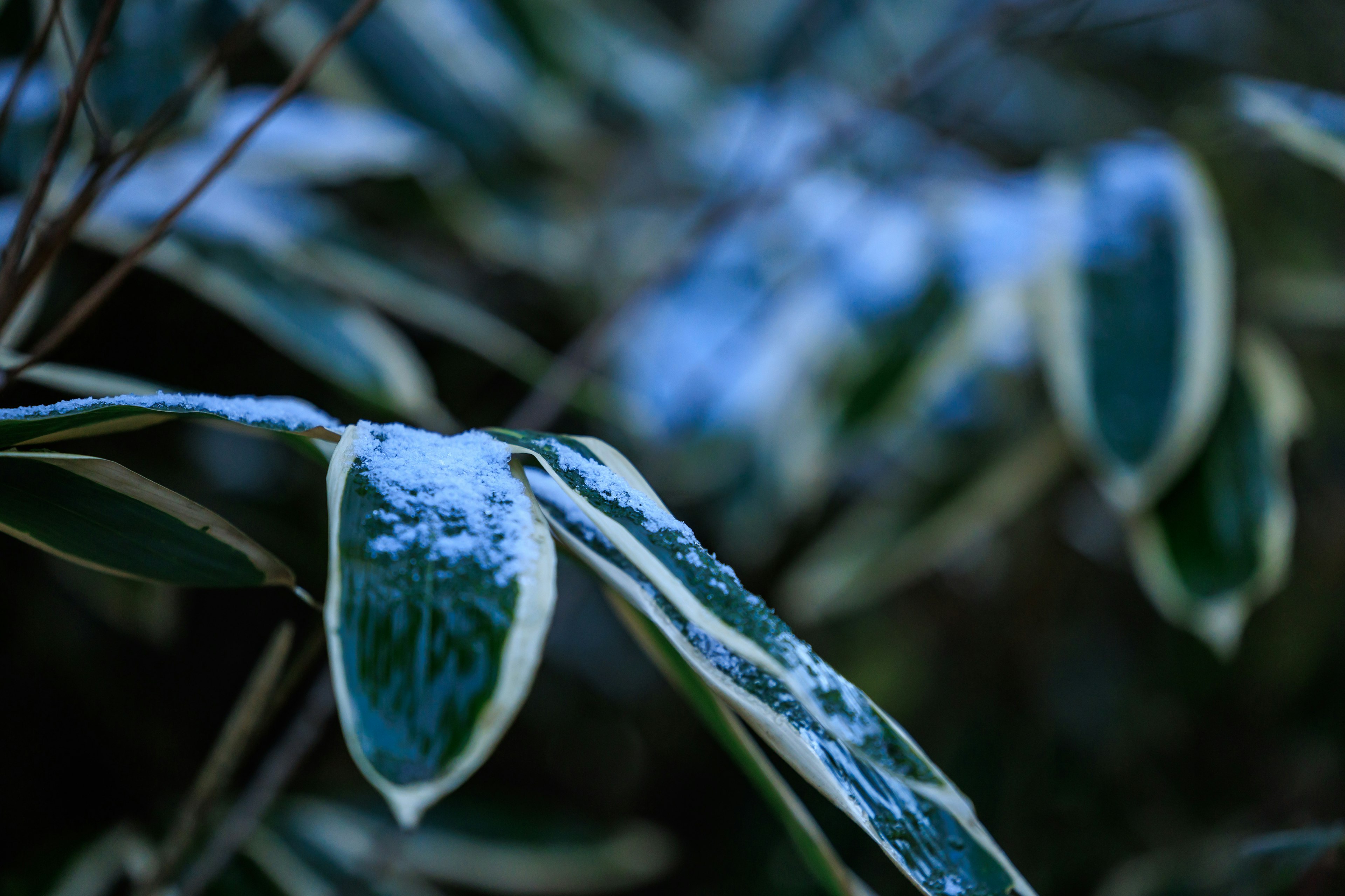 雪がかかった緑の葉とその周囲のぼやけた背景