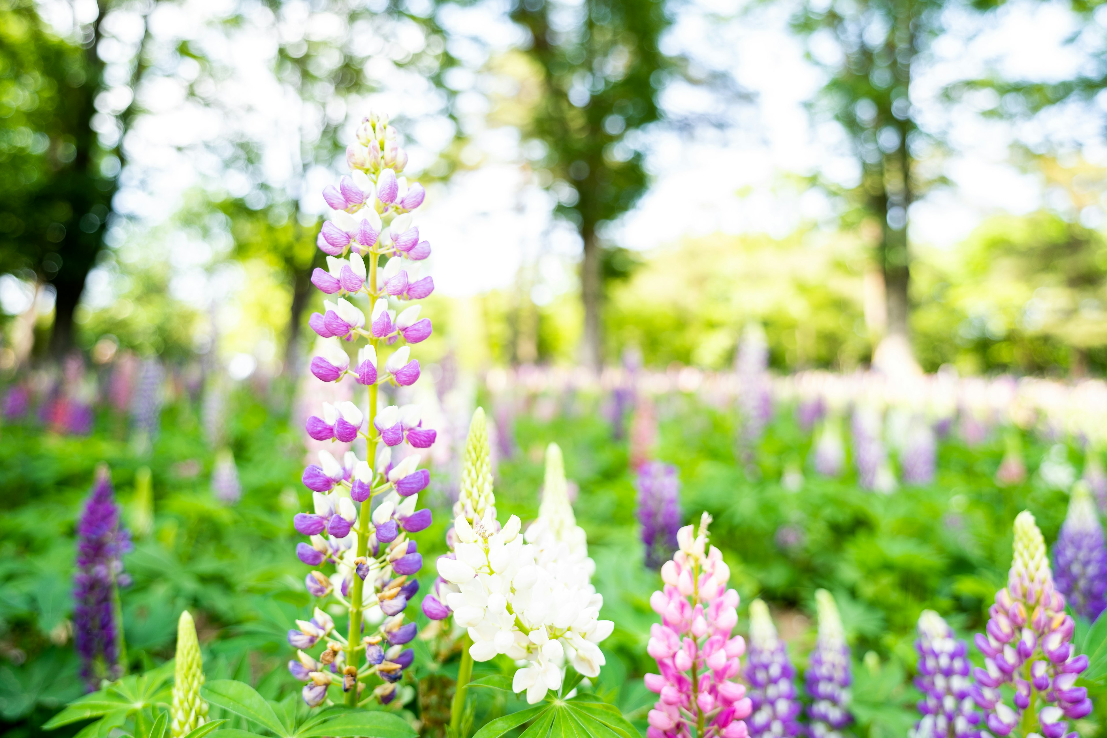 Bunte Lupinenblumen blühen in einem üppigen grünen Garten