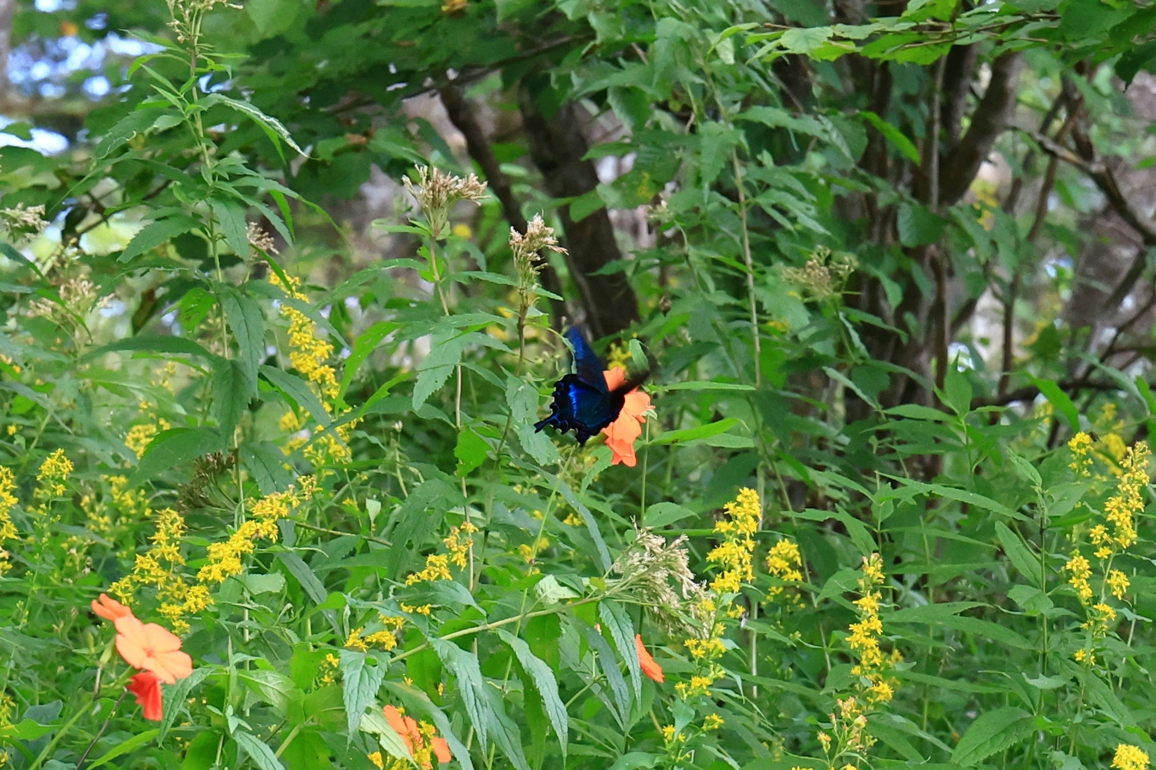 Una mariposa azul entre flores amarillas y hojas verdes