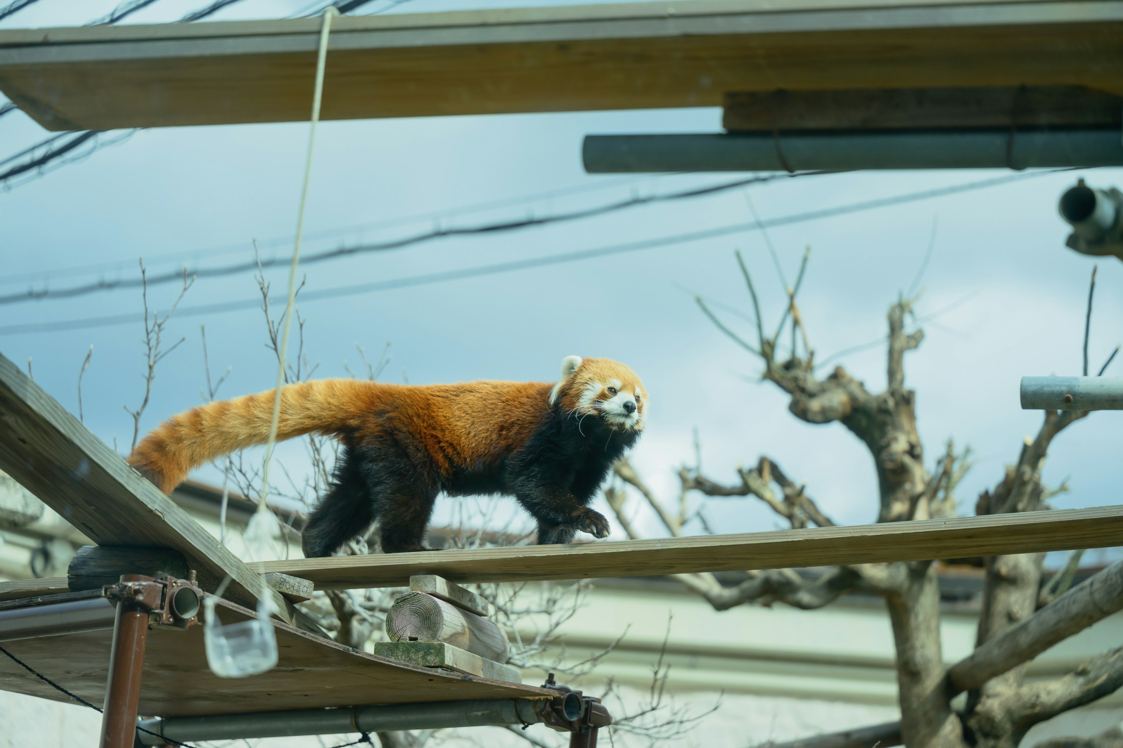 Panda merah berjalan di atas cabang pohon