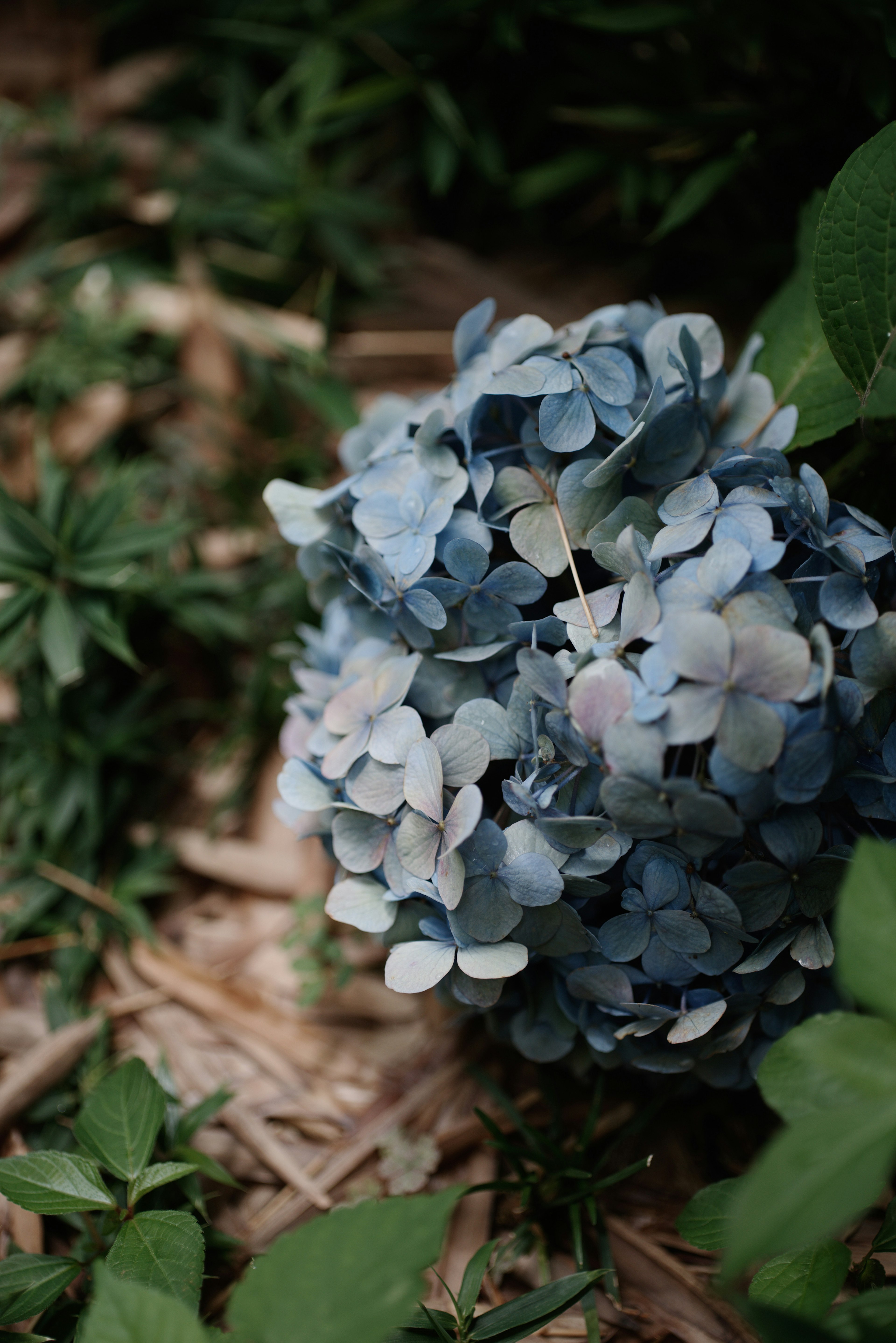 Un groupe de fleurs bleues niché parmi des feuilles vertes