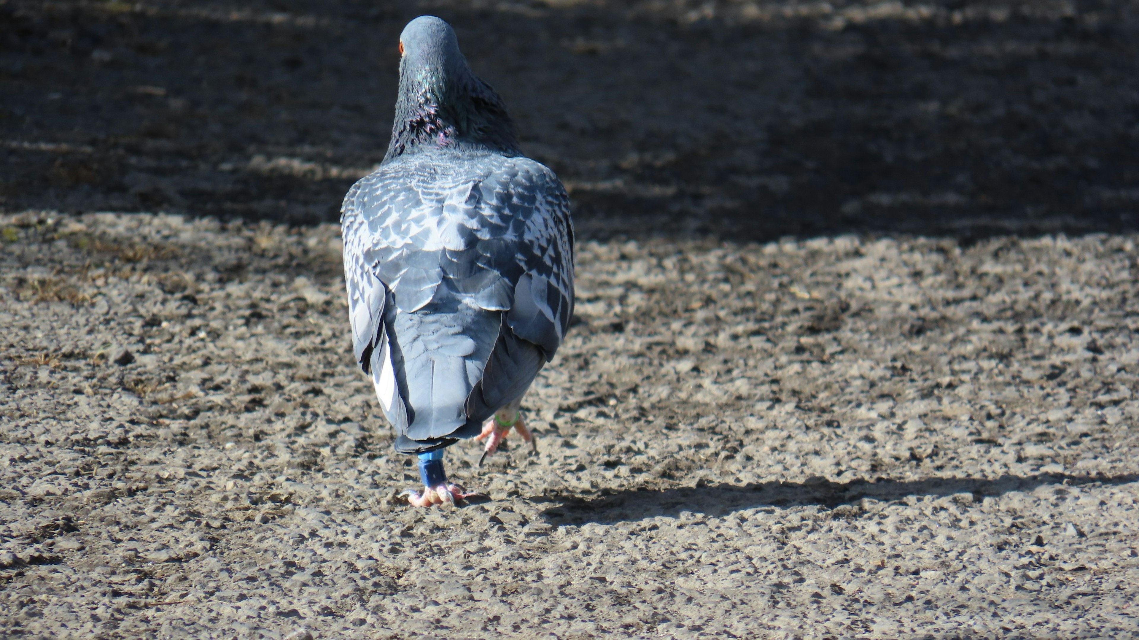 Pigeon gris marchant sur un sol sablonneux vu de derrière