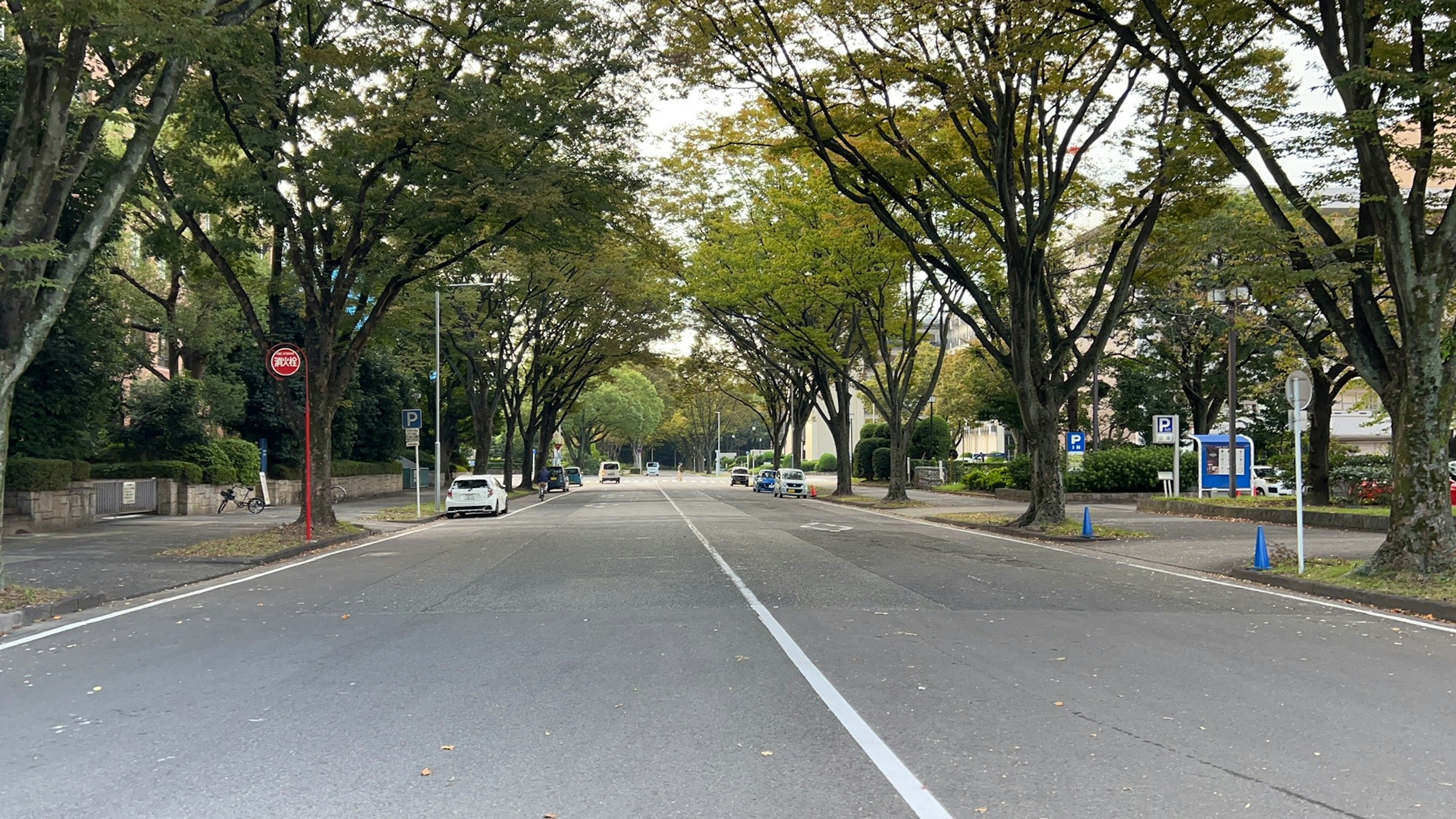 Quiet street lined with trees and parked cars