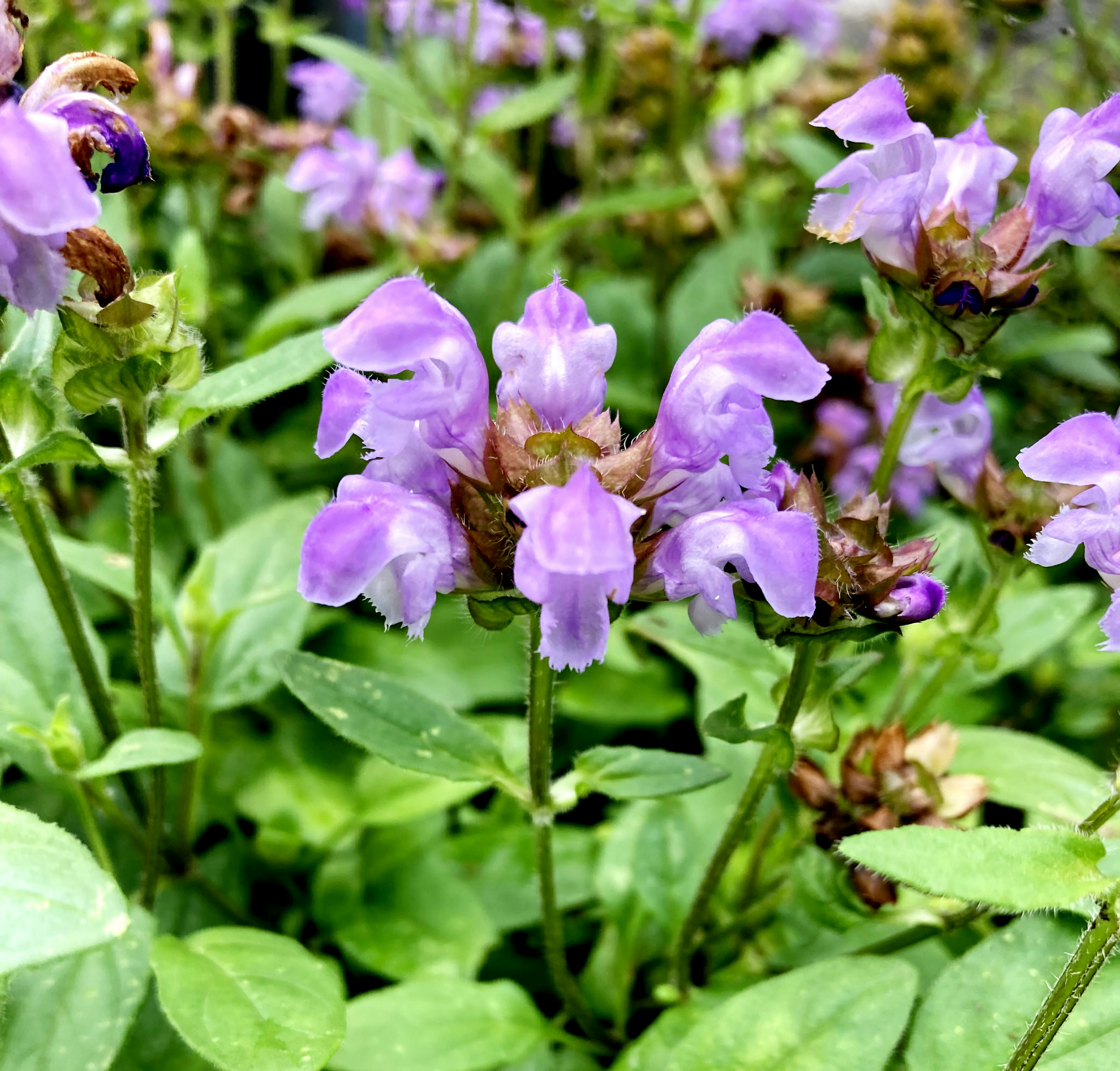 紫色の花が咲く植物の群生