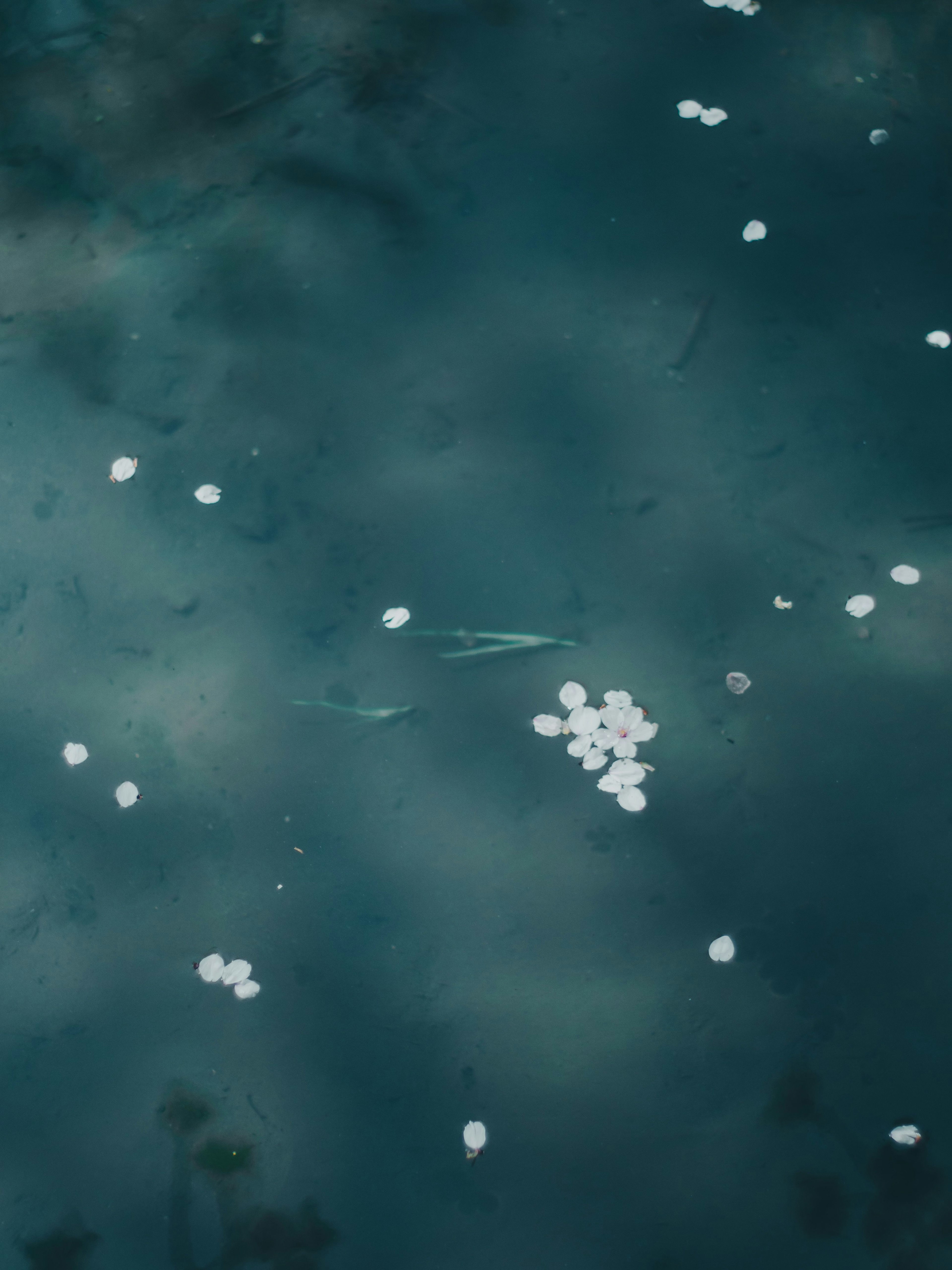 Pétalos blancos flotando en una superficie de agua azul con reflejos