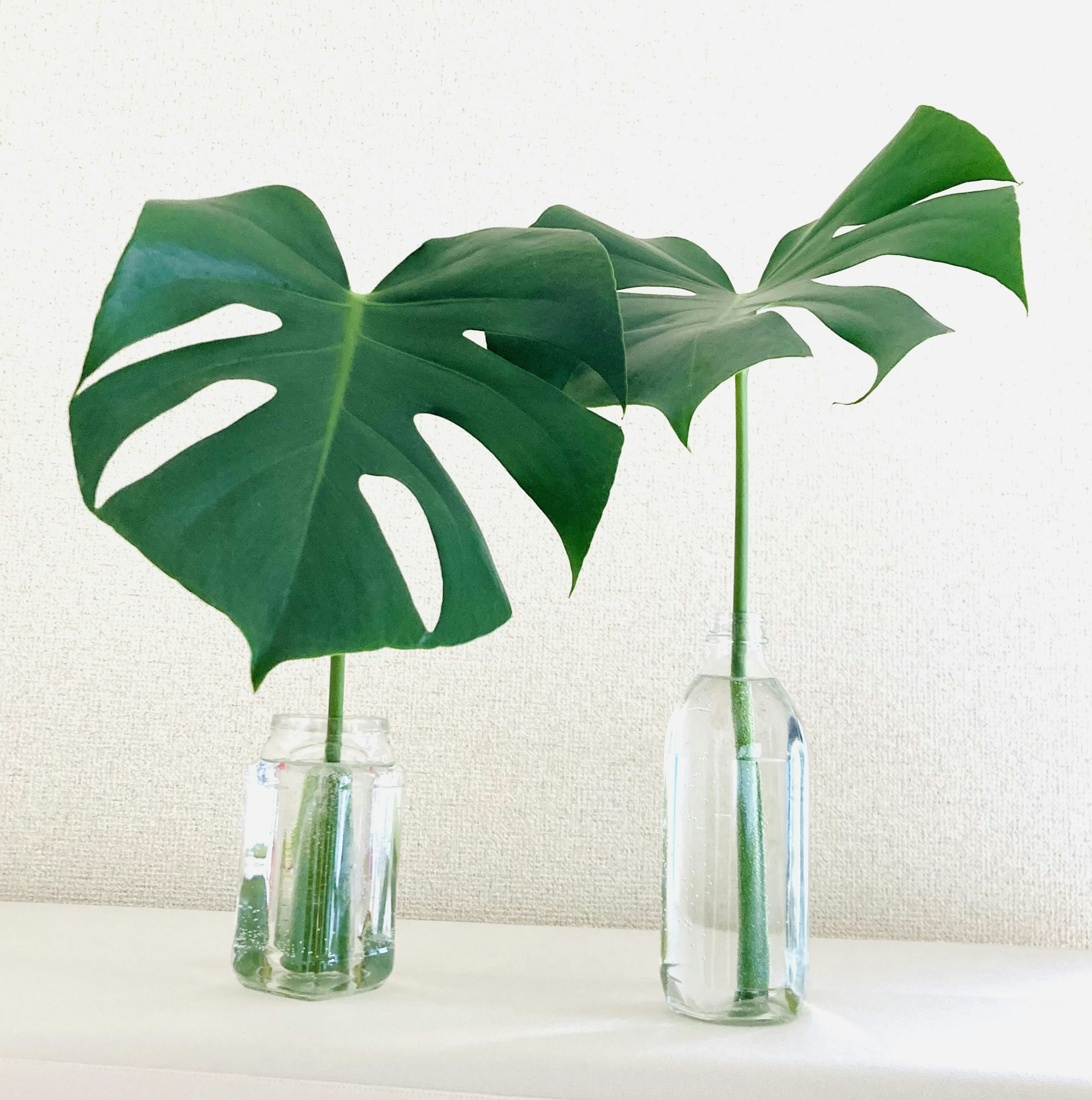 Two Monstera leaves in clear glass vases