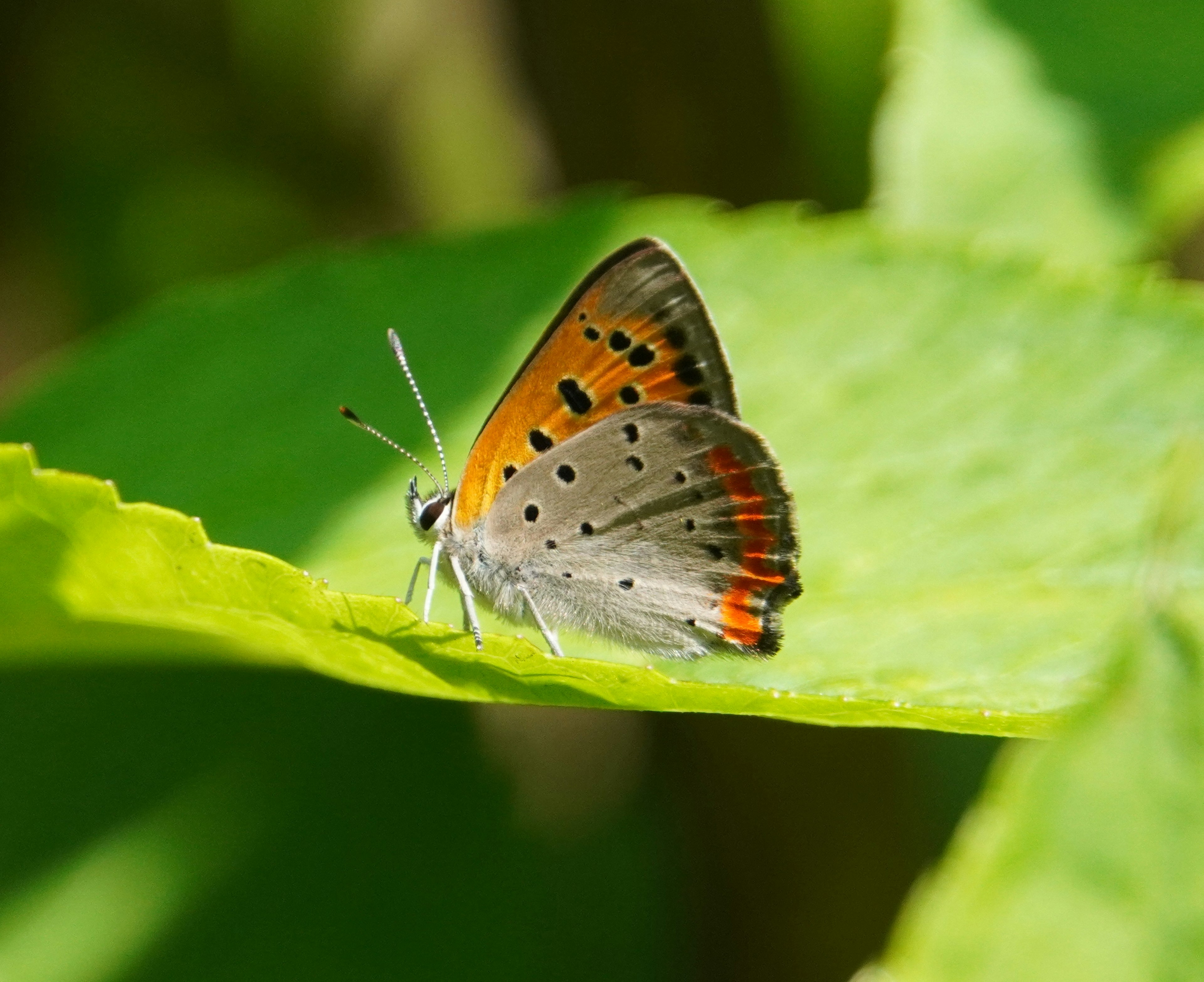 Ein schöner orangefarbener Schmetterling sitzt auf einem Blatt