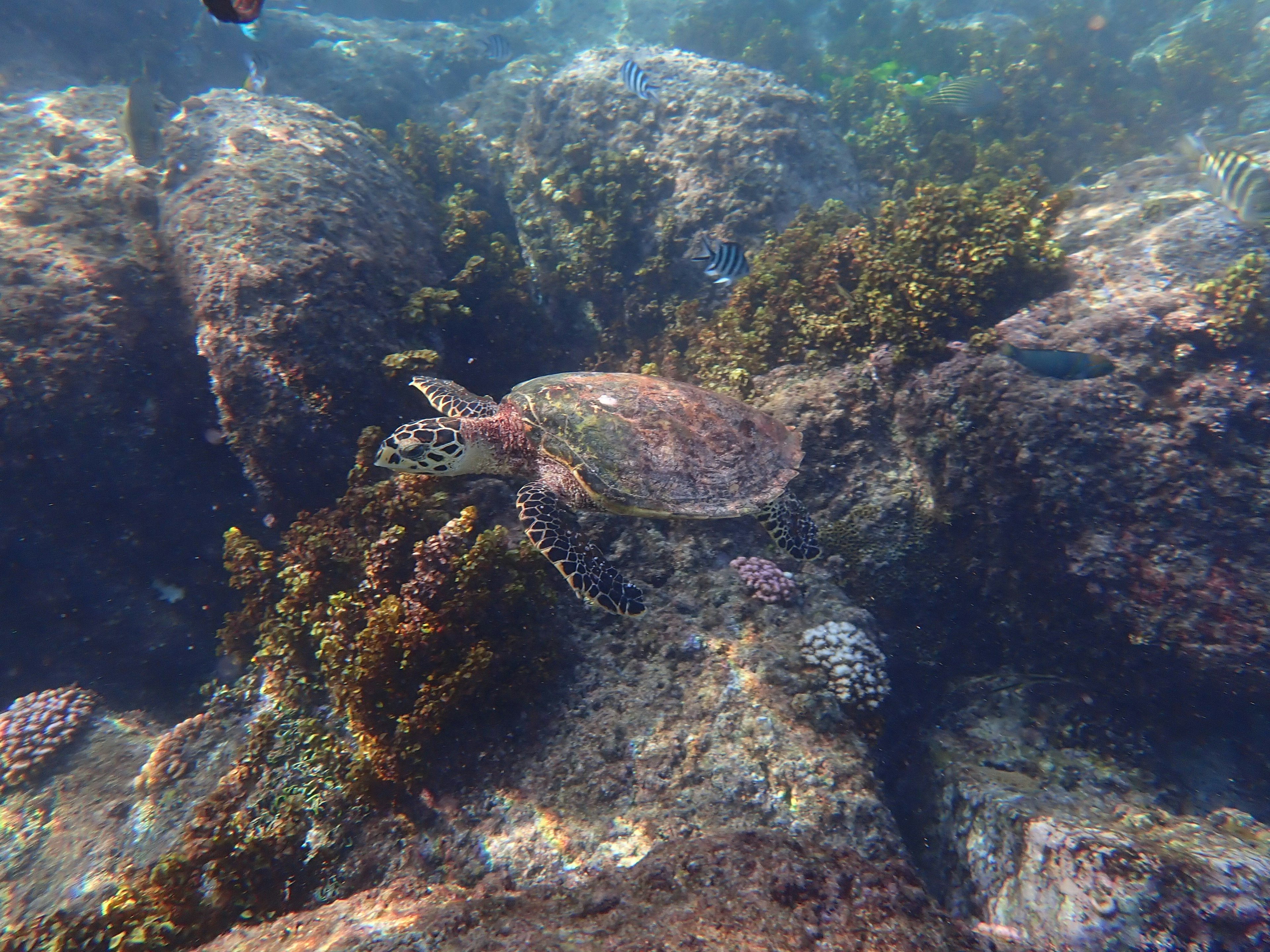 Sea turtle swimming among rocks and surrounding seaweed