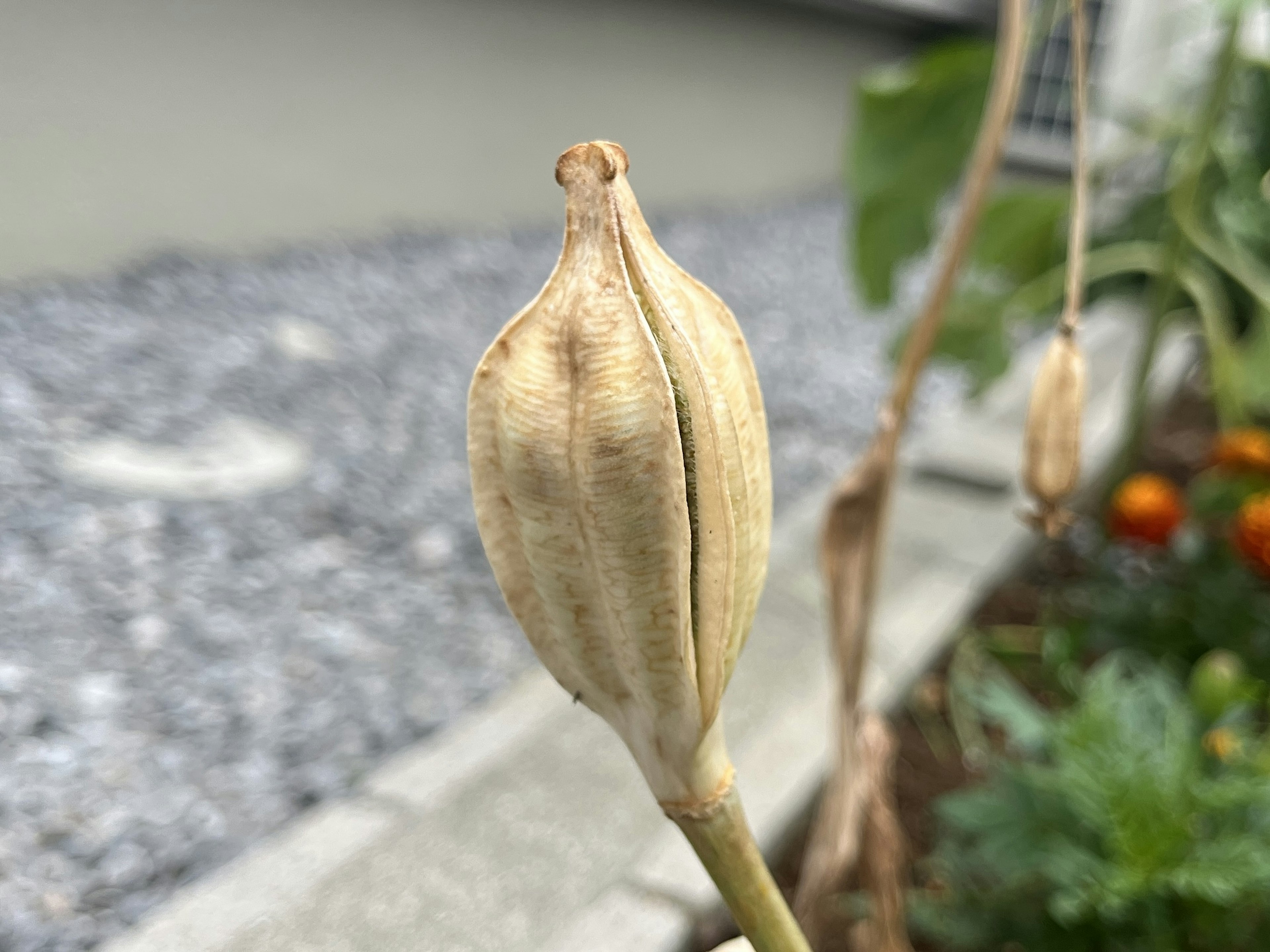 植物の種子が入った細長いさやのクローズアップ画像