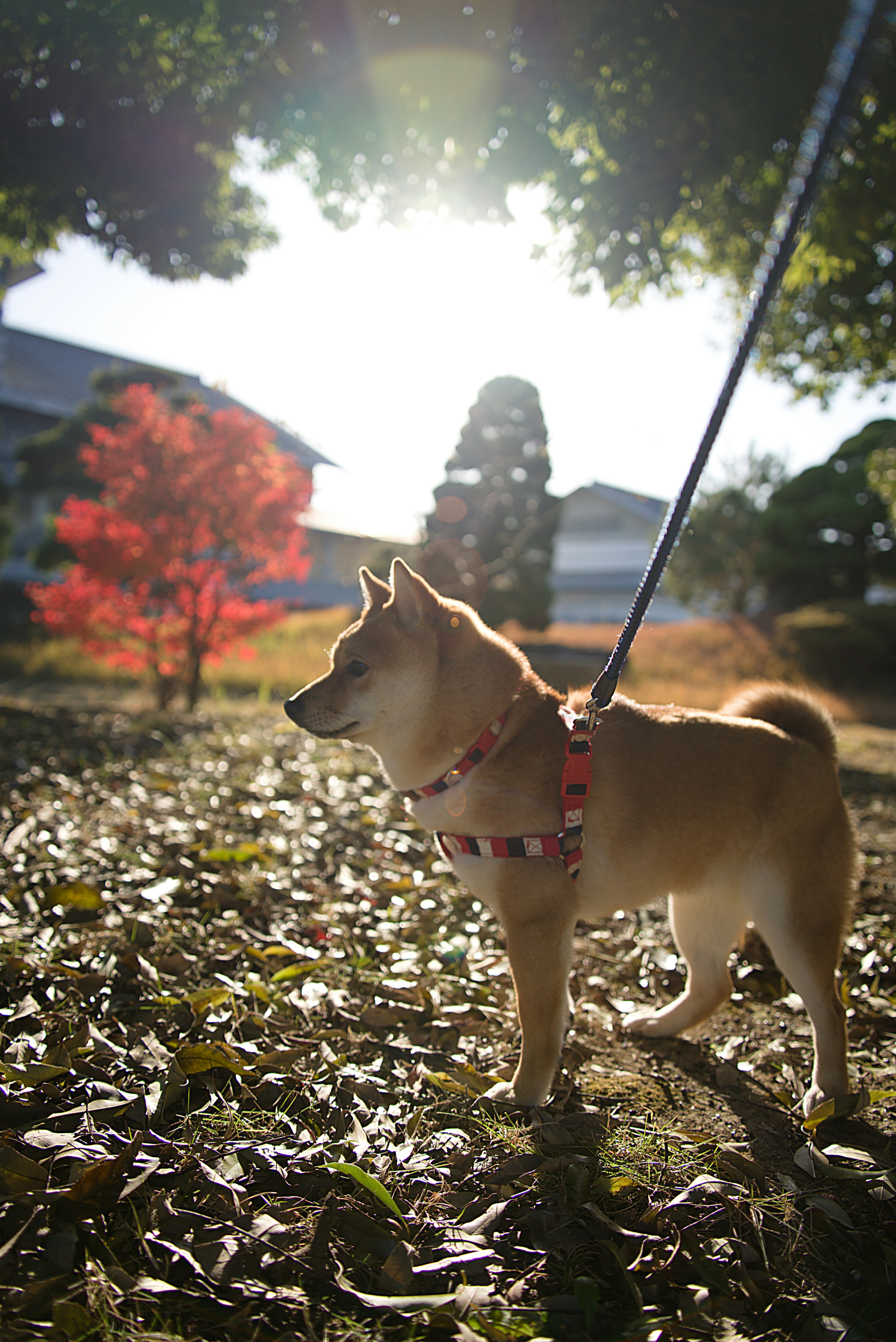 Un Shiba Inu con correa de pie en un parque con un fondo de follaje otoñal colorido