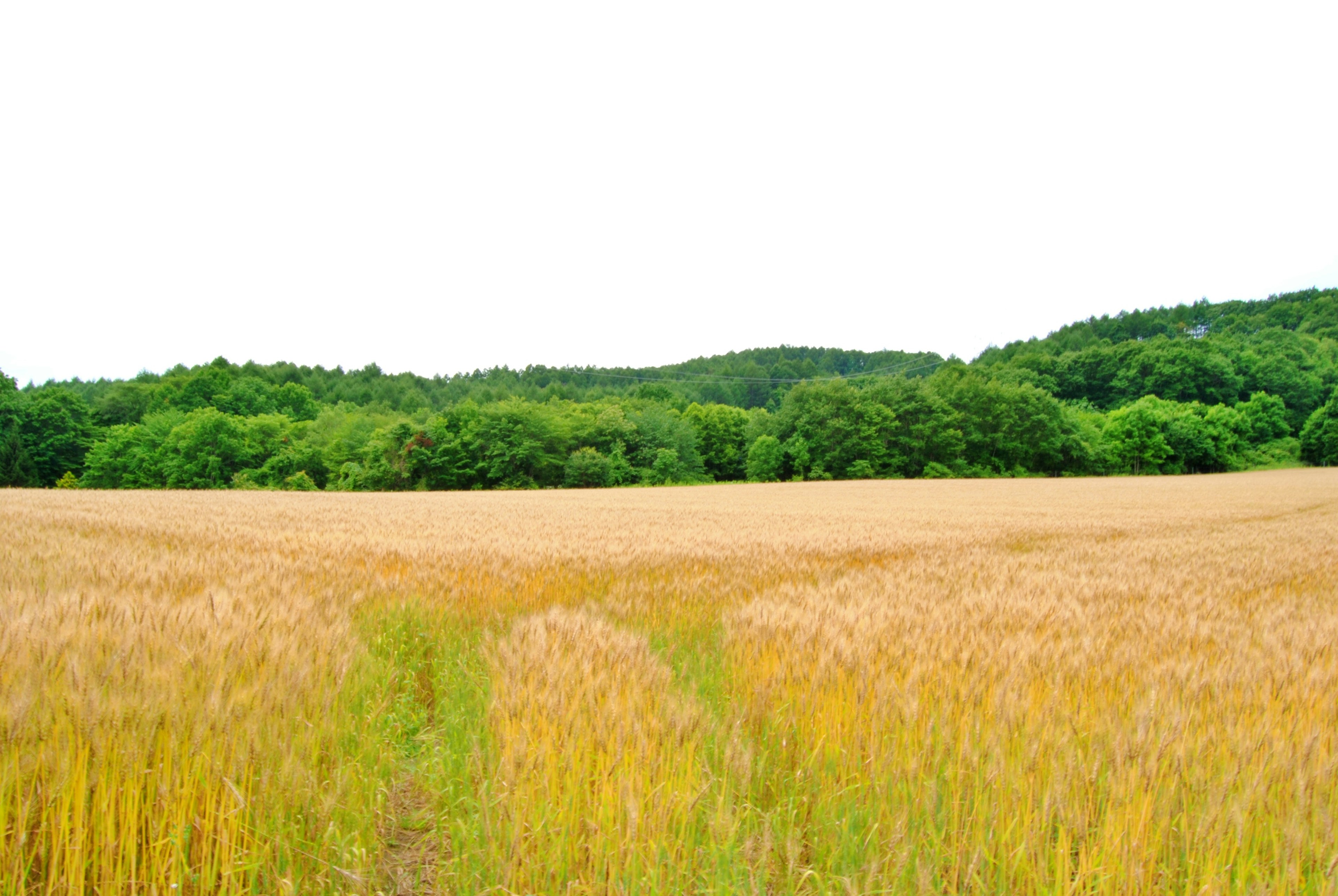 Golden wheat field surrounded by lush green forest